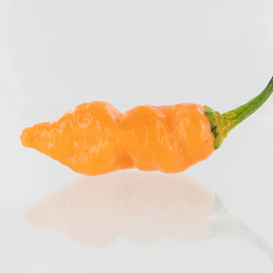 7-Pot BubbleGum x Drax Diego Dream Pepper Seeds - Image 4