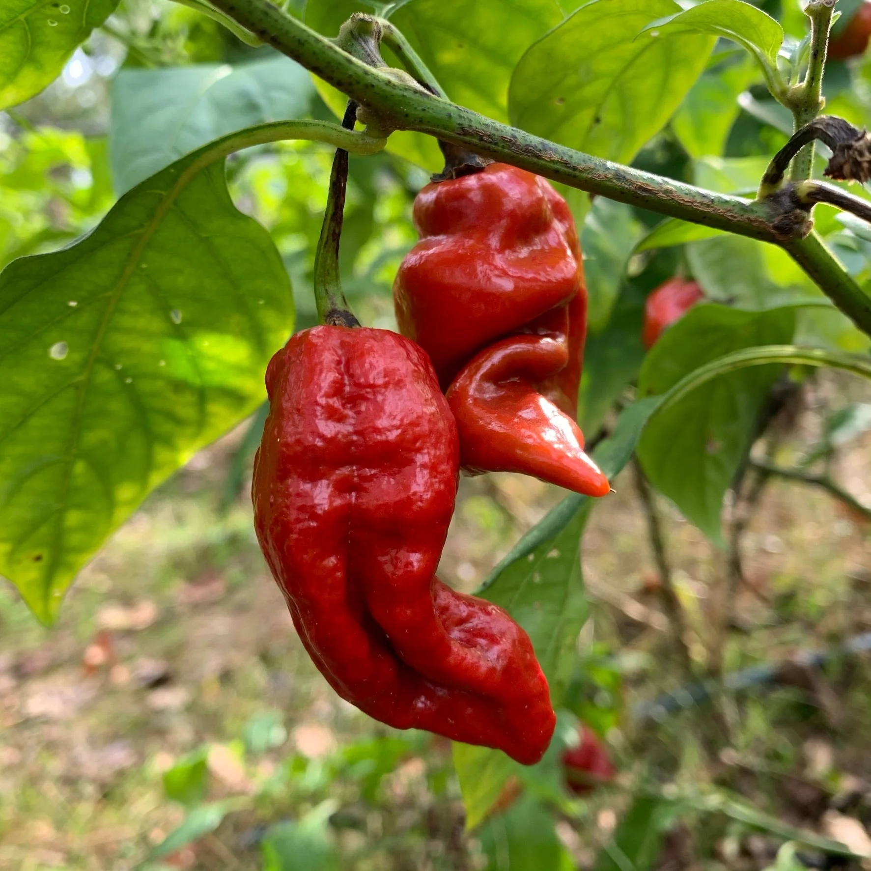 7 Pot Defcon - Seeds - Image 2