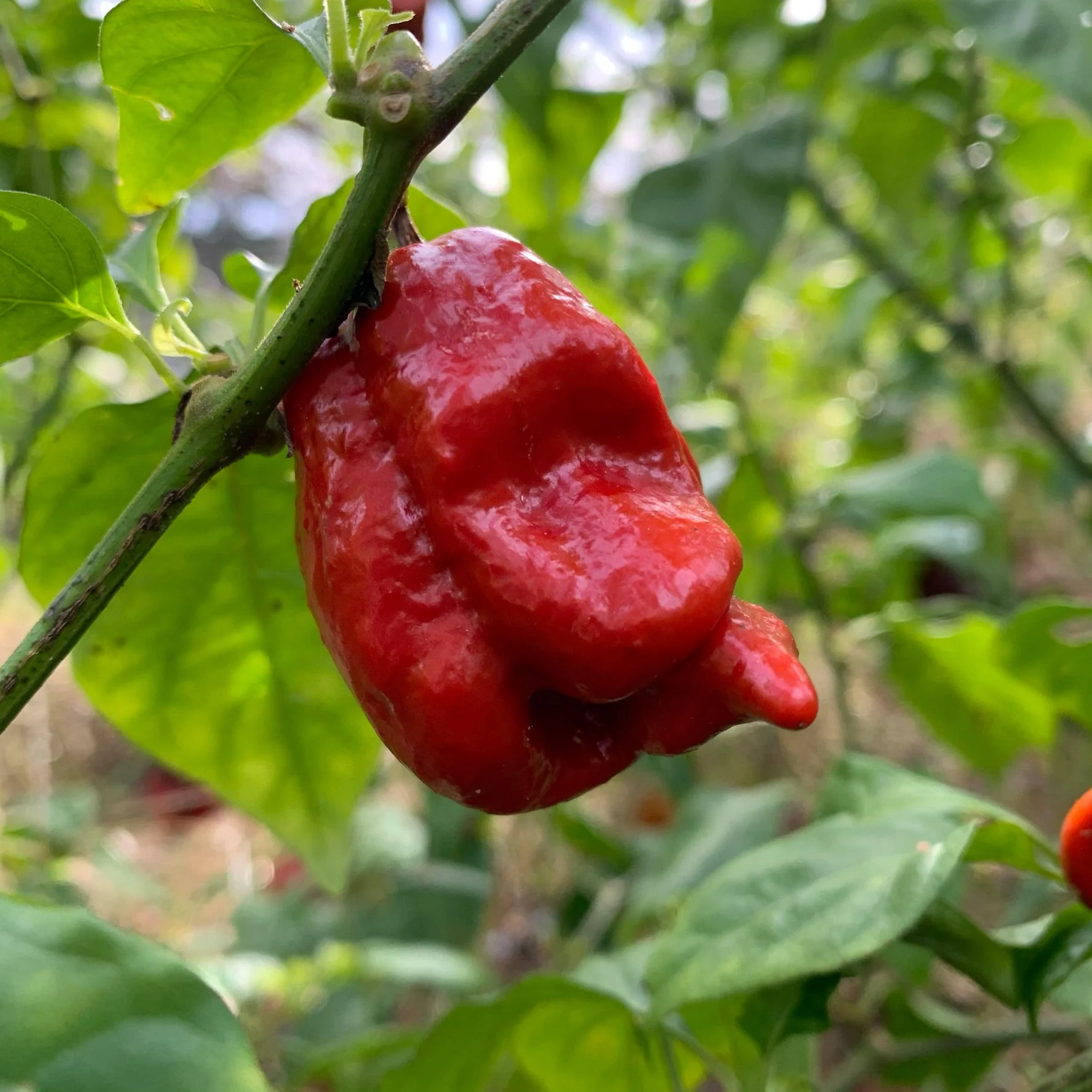 7 Pot Defcon - Seeds - Image 3