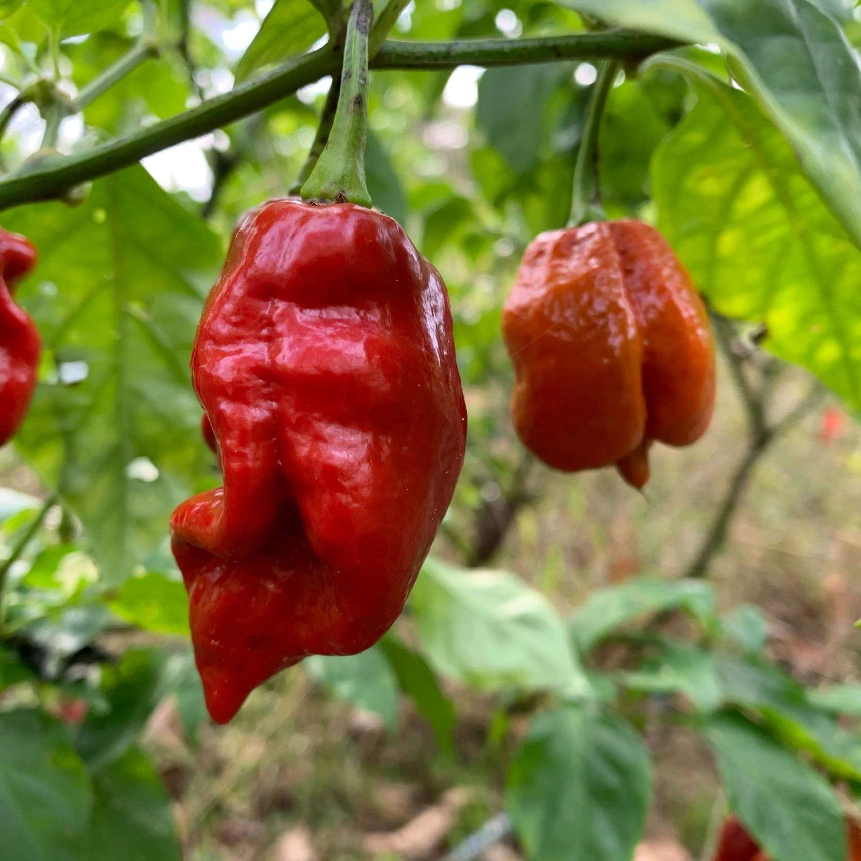 7 Pot Defcon - Seeds - Image 4