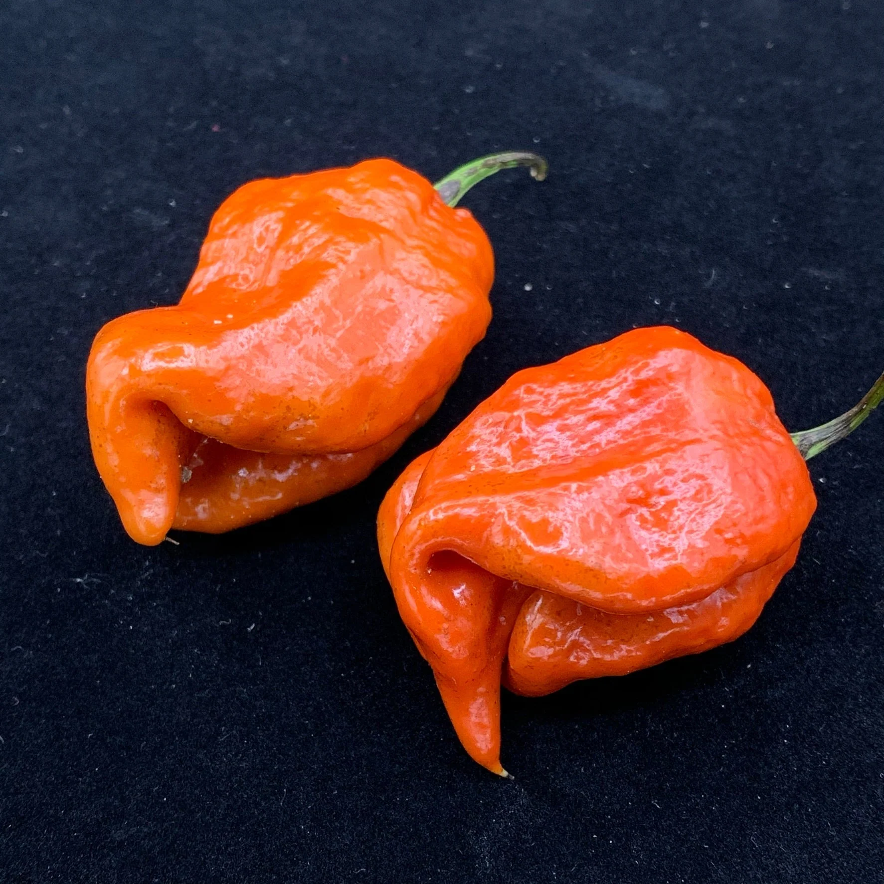 7 Pot Defcon - Seeds - Image 5
