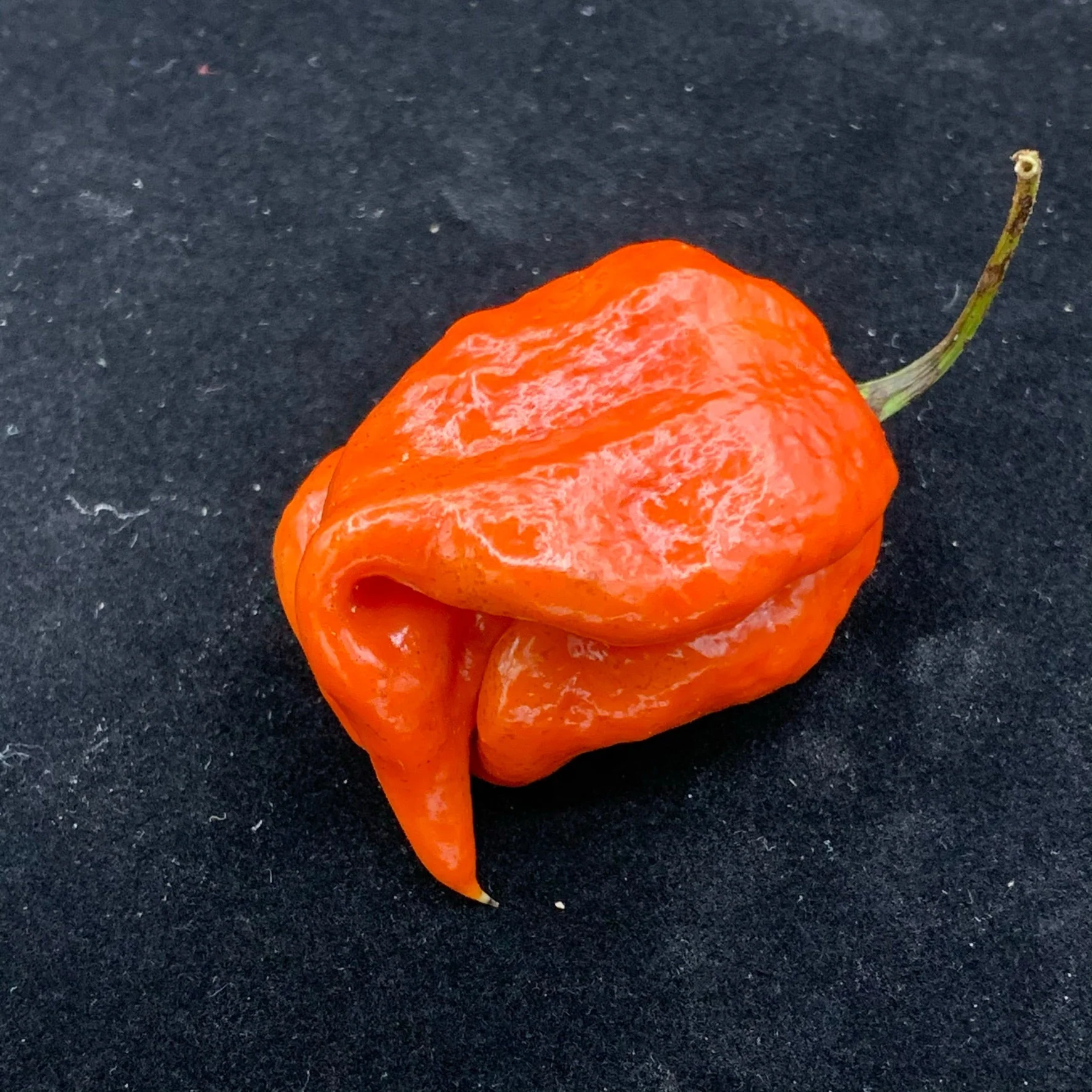 7 Pot Defcon - Seeds - Image 6