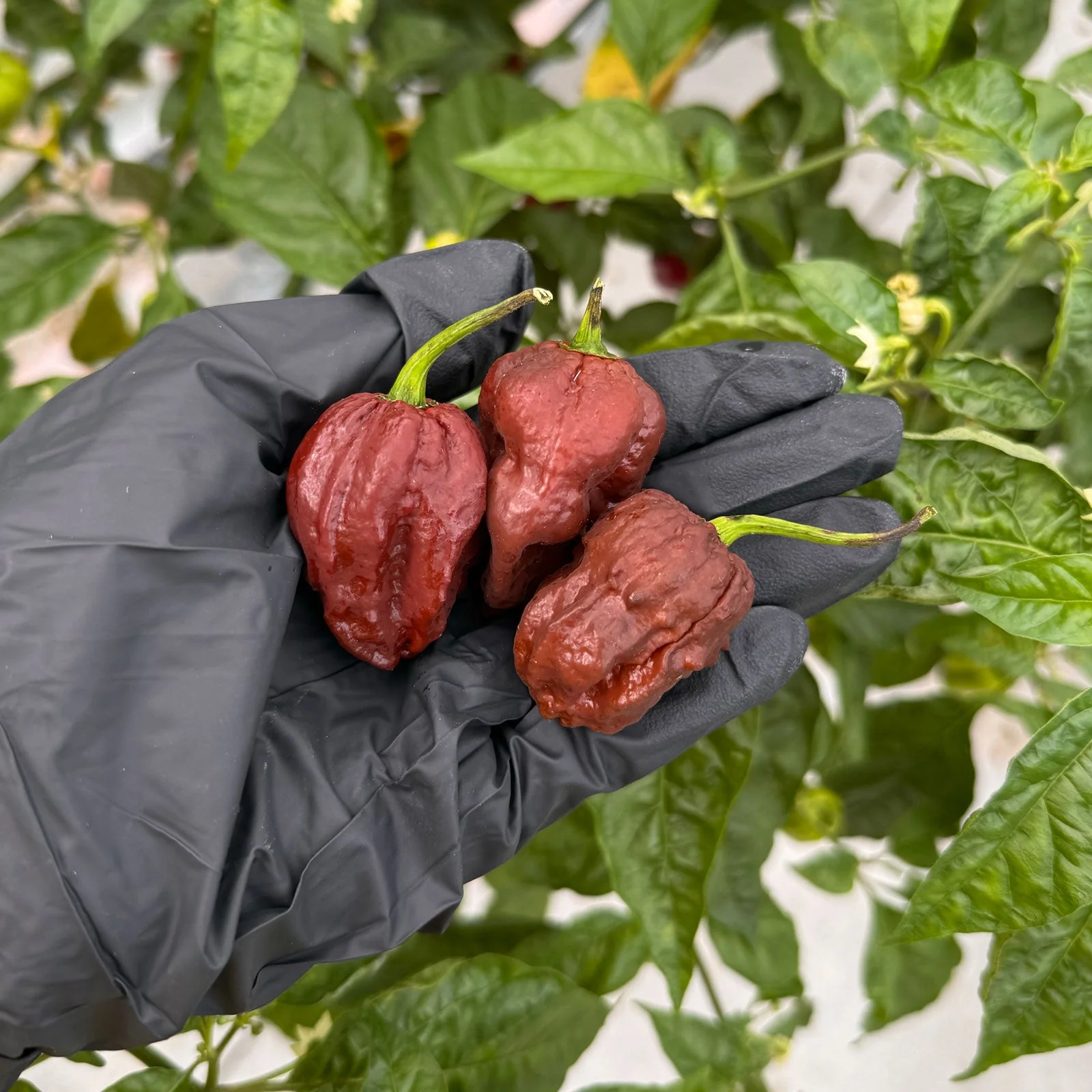 7 Pot Douglah Pepper Seeds - Image 2