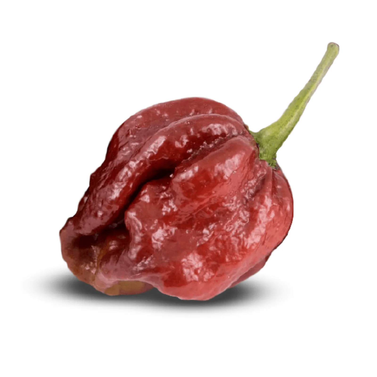7 Pot Douglah Pepper Seeds - Image 3