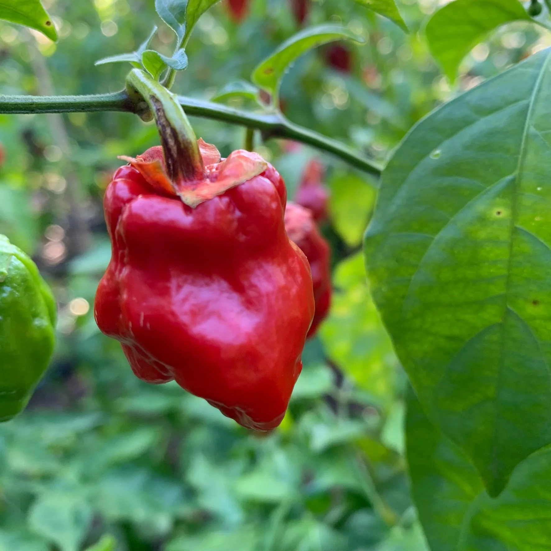 7 Pot Jonah x Congo Red - Seeds - Image 2