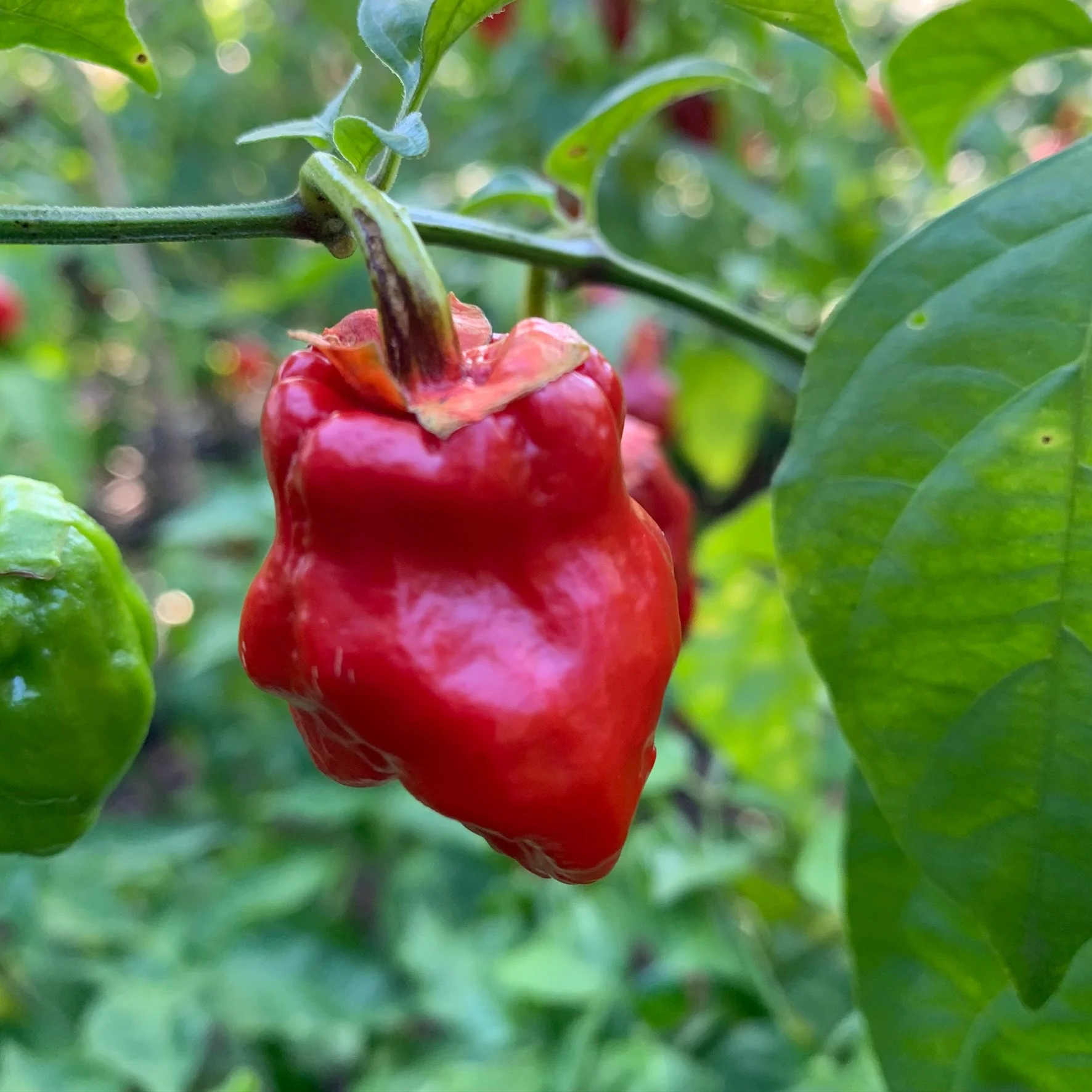 7 Pot Jonah x Congo Red - Seeds - Image 3