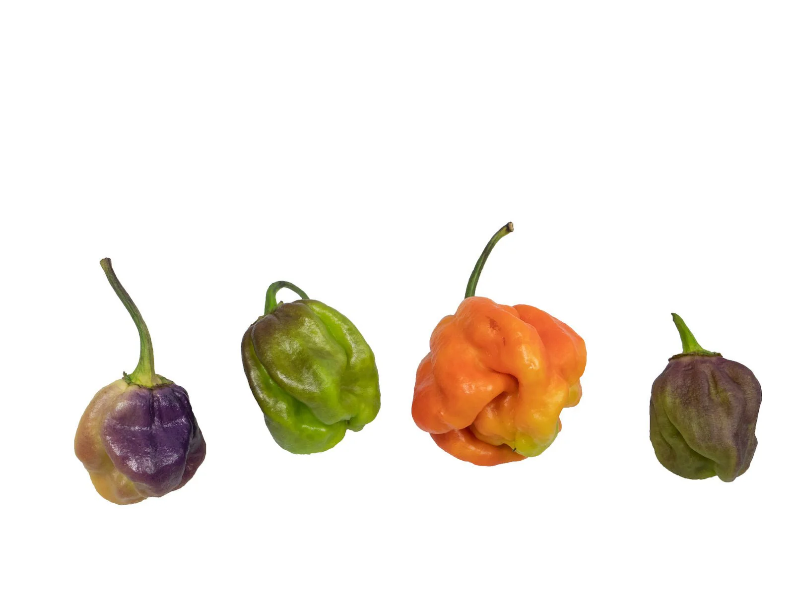 7 Pot Merlot Pepper Seeds - Image 3