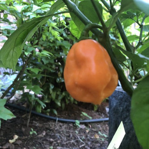 7 Pot Pink - Seeds - Image 2