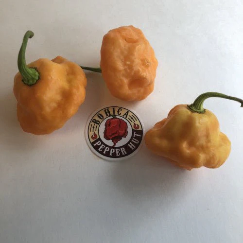 7 Pot Pink - Seeds - Image 3