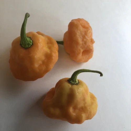 7 Pot Pink - Seeds - Image 4