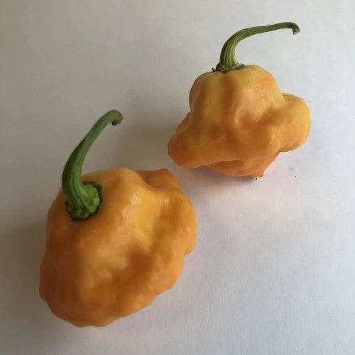 7 Pot Pink - Seeds - Image 5