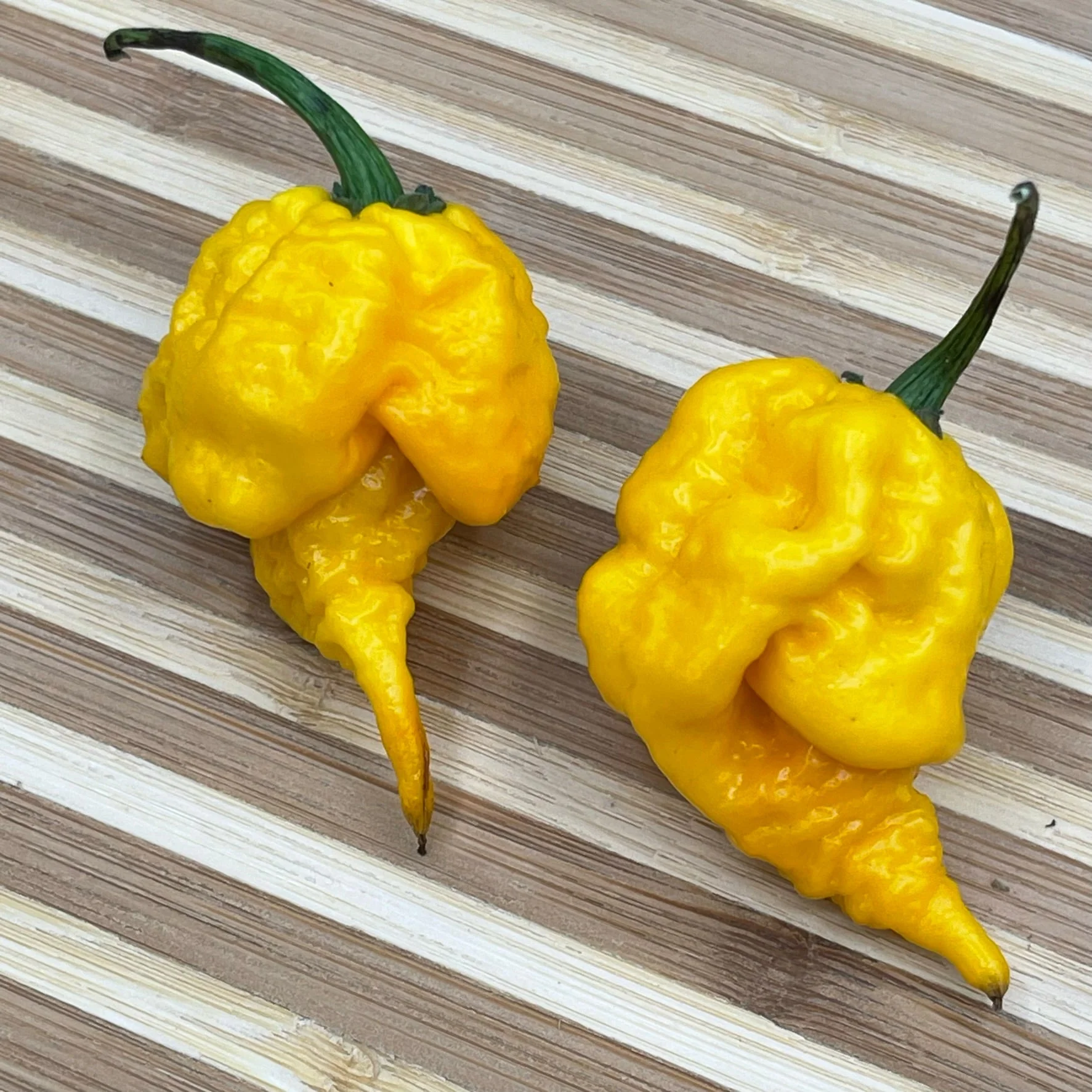 7 Pot Primo Yellow - Seeds - Image 2