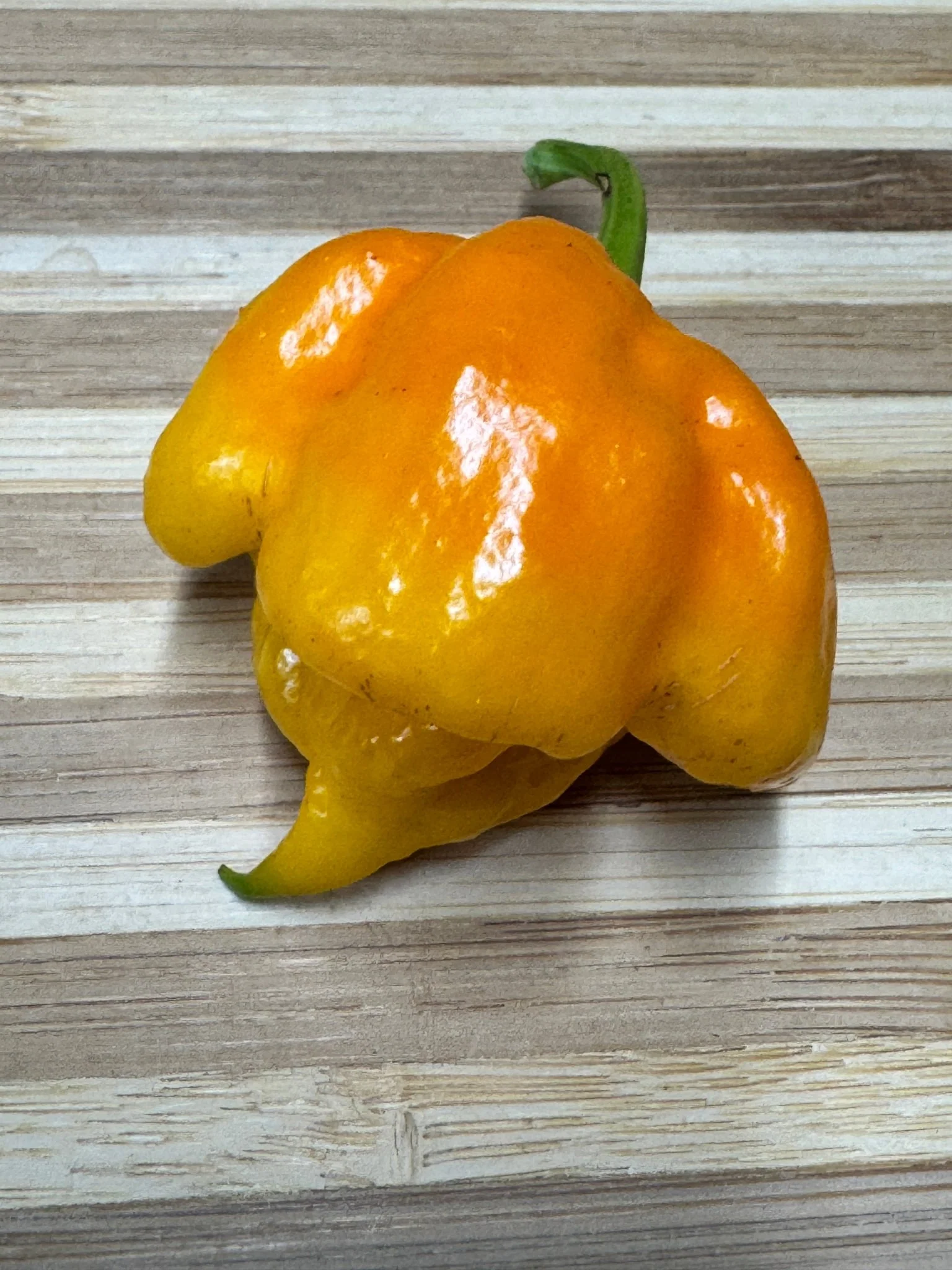 7 Pot Primo Yellow - Seeds - Image 3
