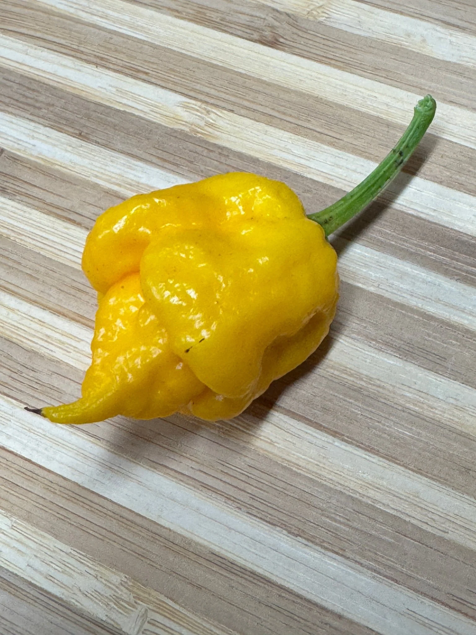 7 Pot Primo Yellow - Seeds - Image 4