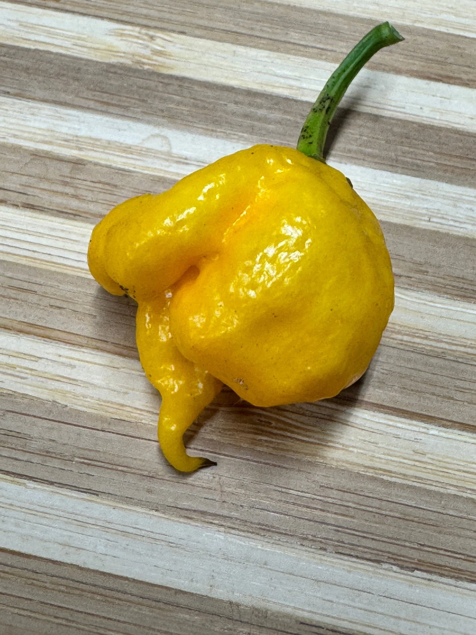7 Pot Primo Yellow - Seeds - Image 5