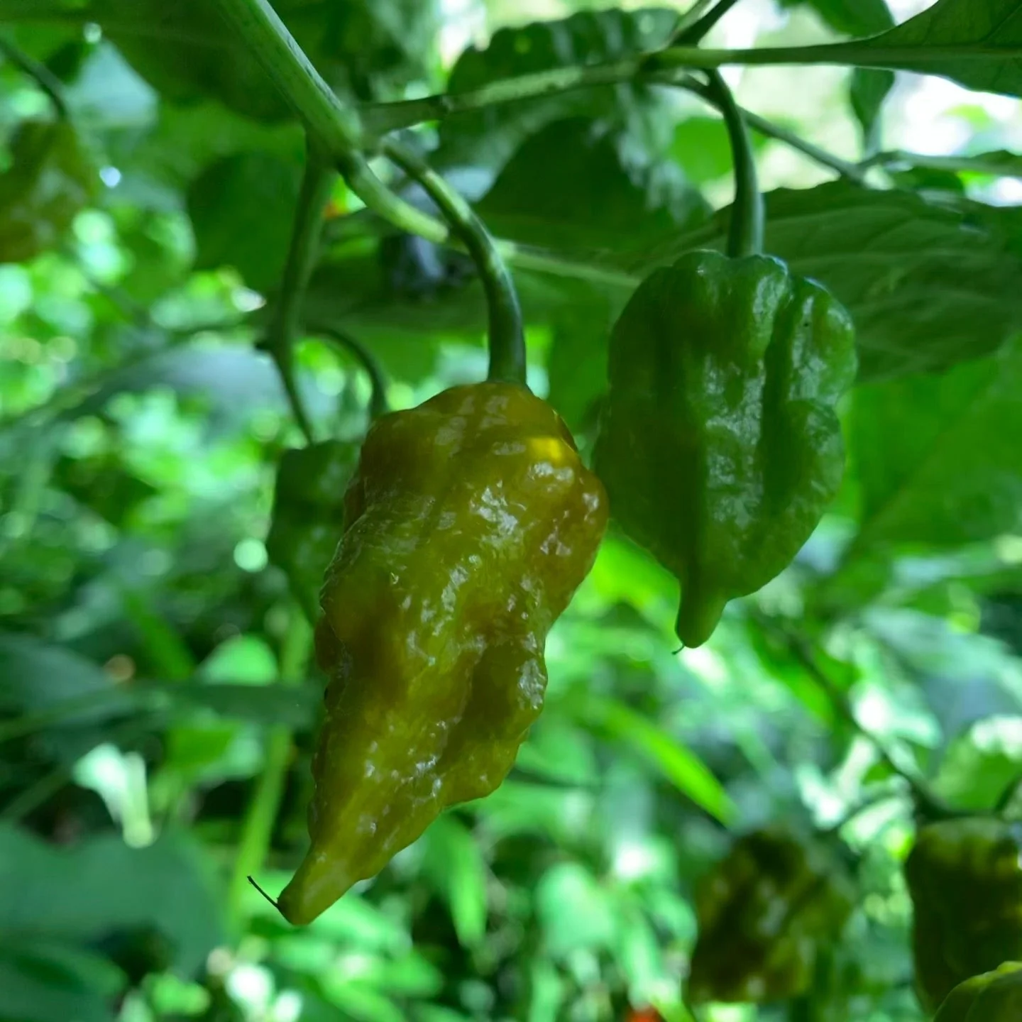 7 Pot Slimer - Seeds - Image 2