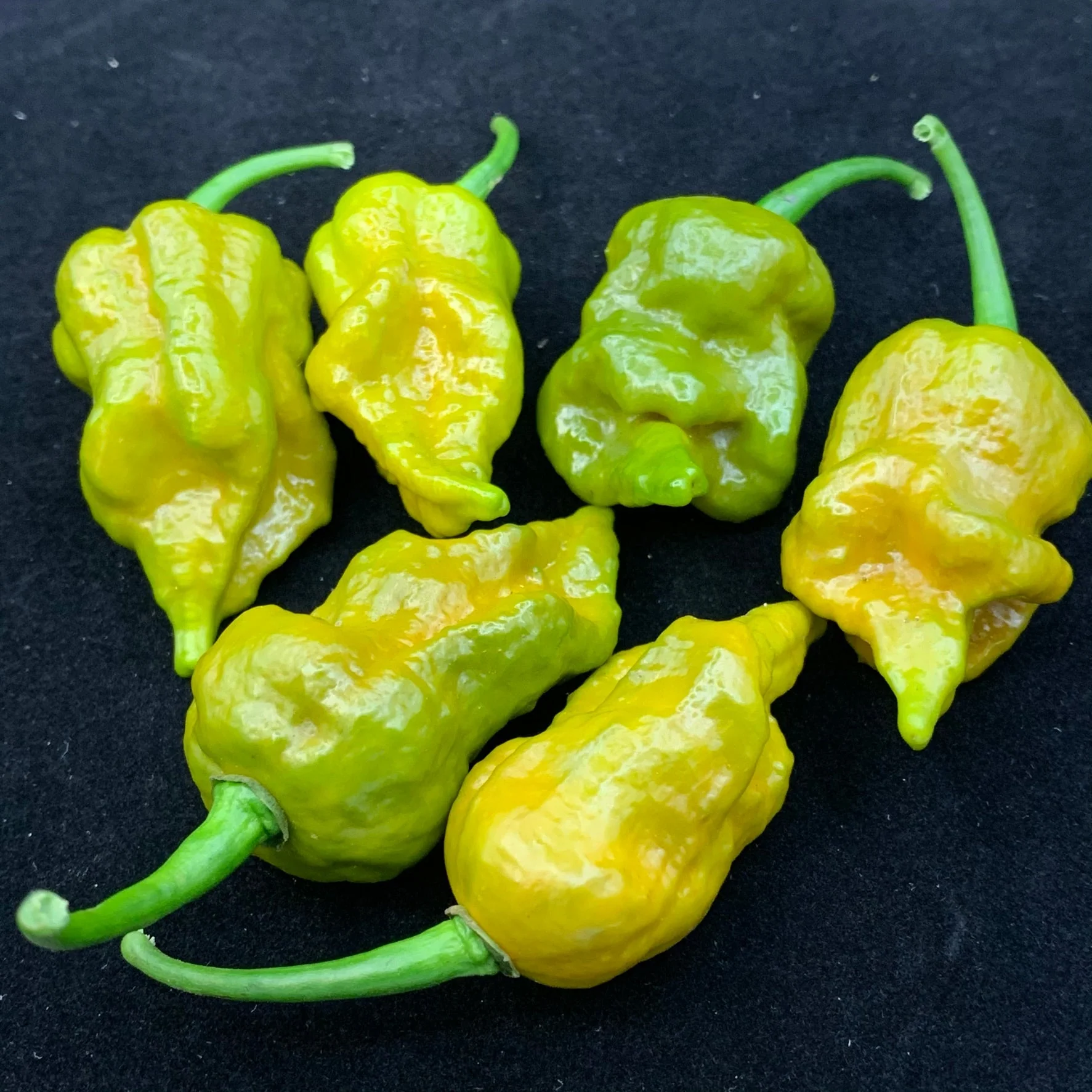 7 Pot Slimer - Seeds - Image 3