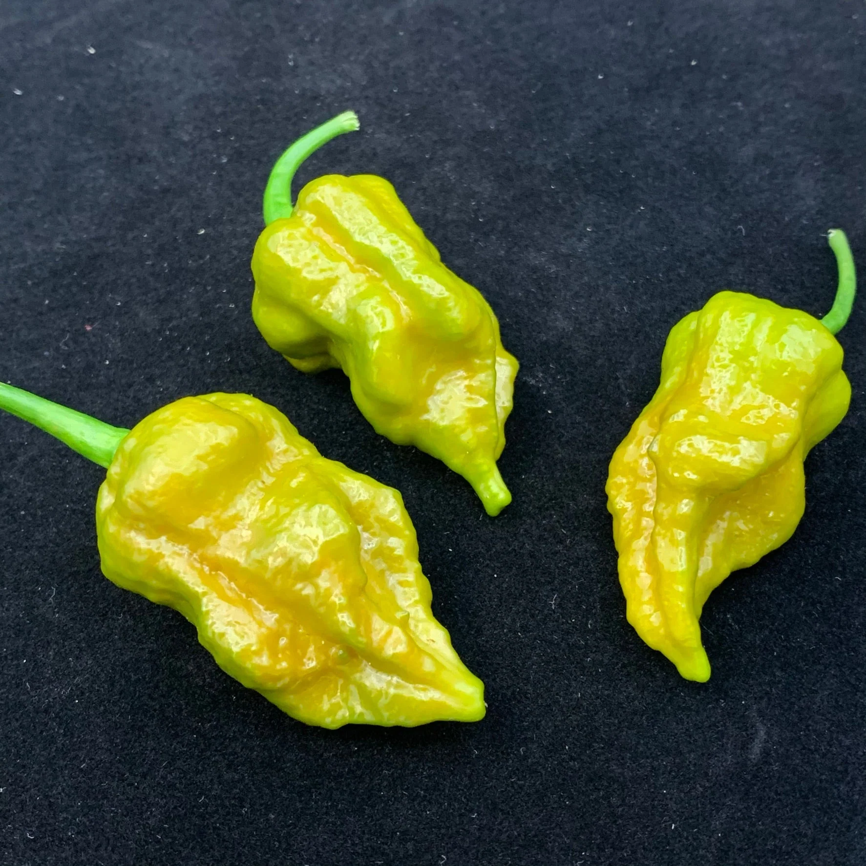7 Pot Slimer - Seeds - Image 4
