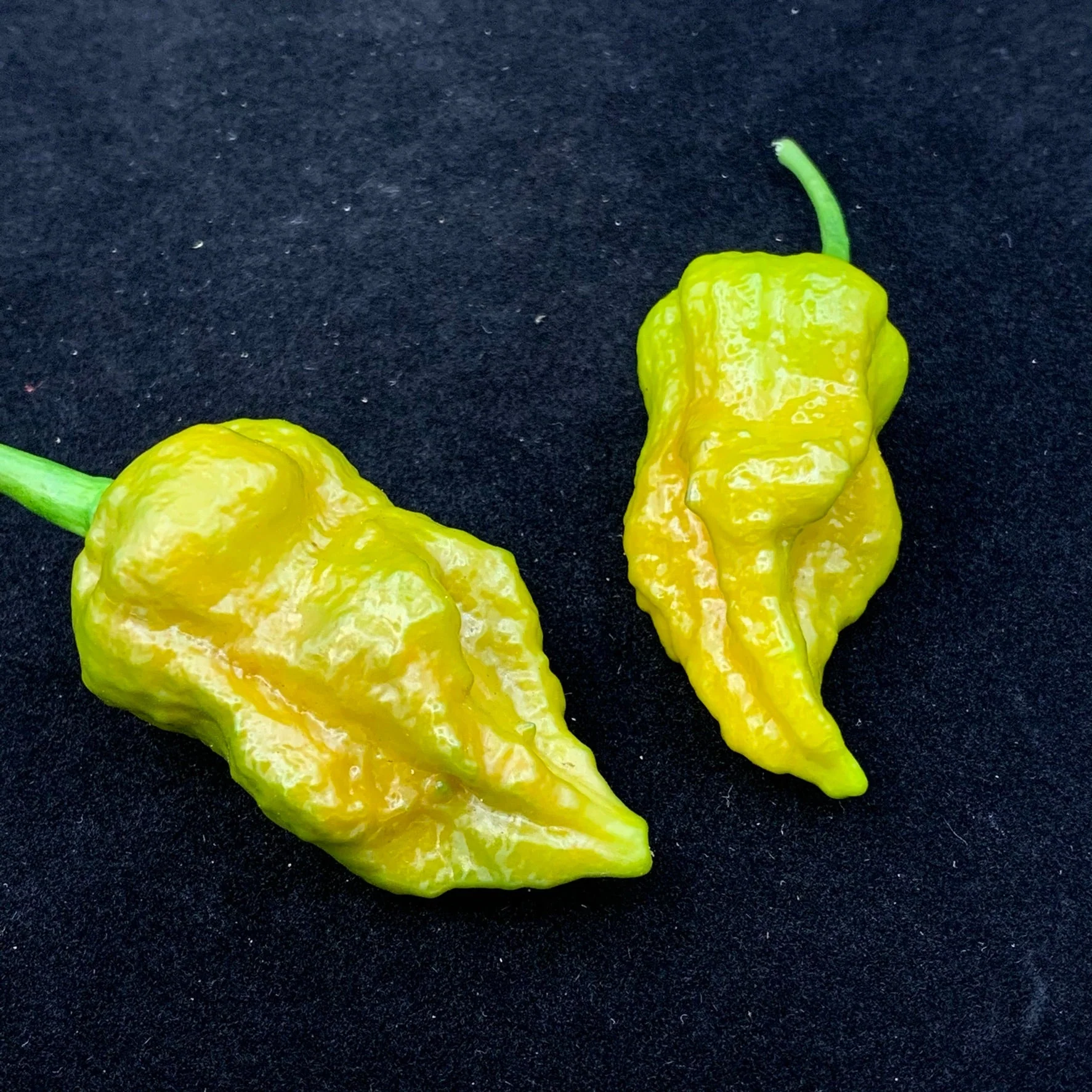 7 Pot Slimer - Seeds - Image 5