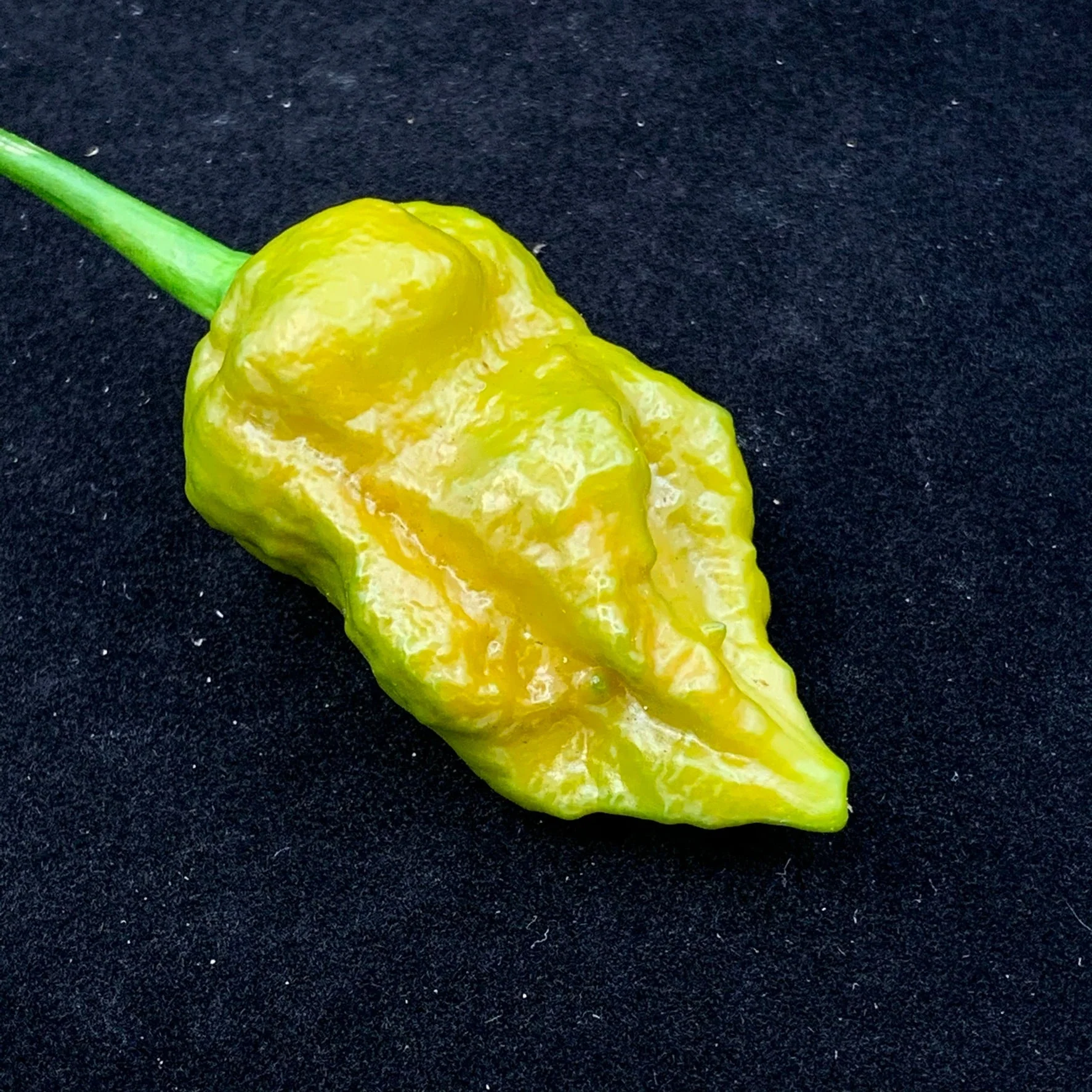7 Pot Slimer - Seeds - Image 6
