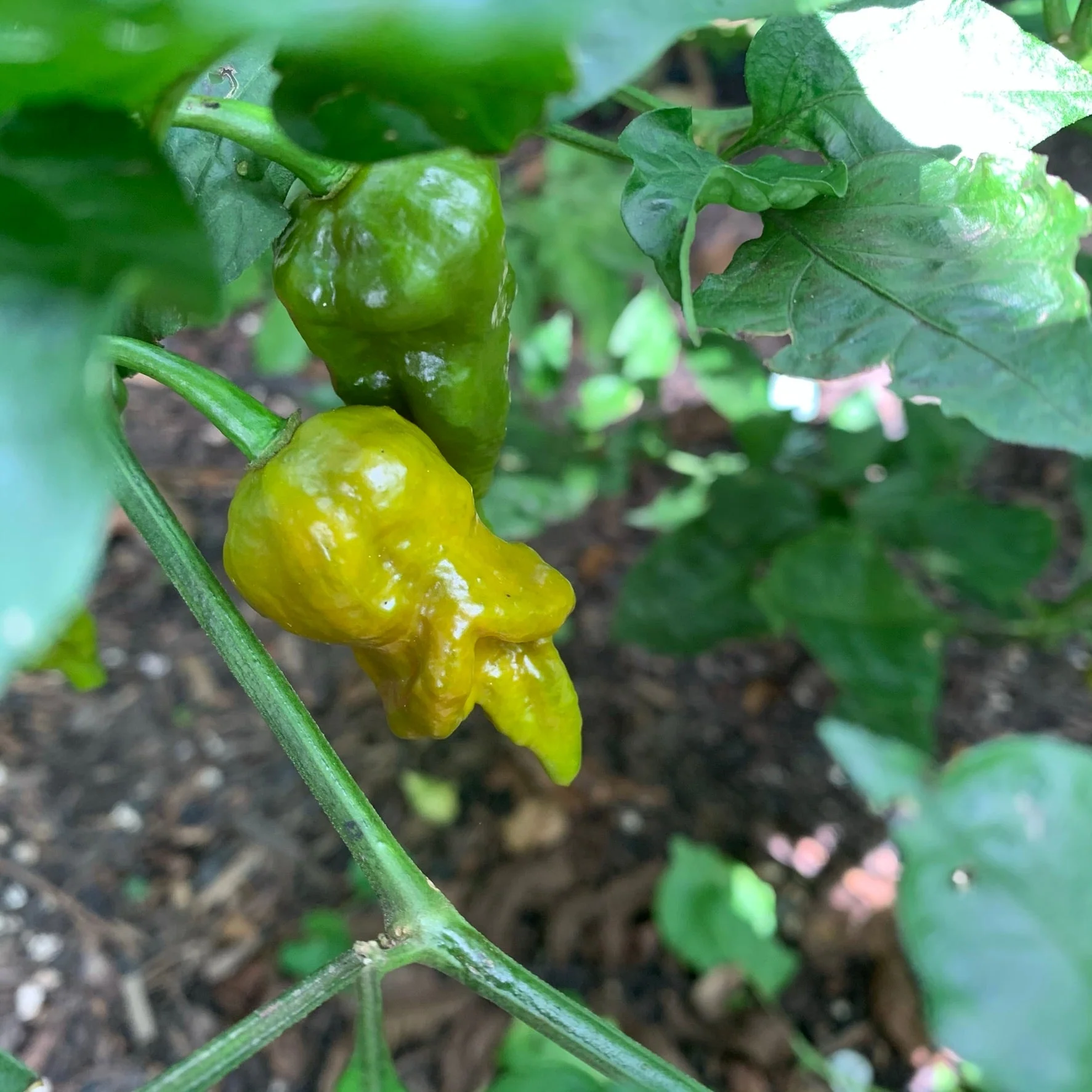 7 Pot Slimer - Seeds - Image 7