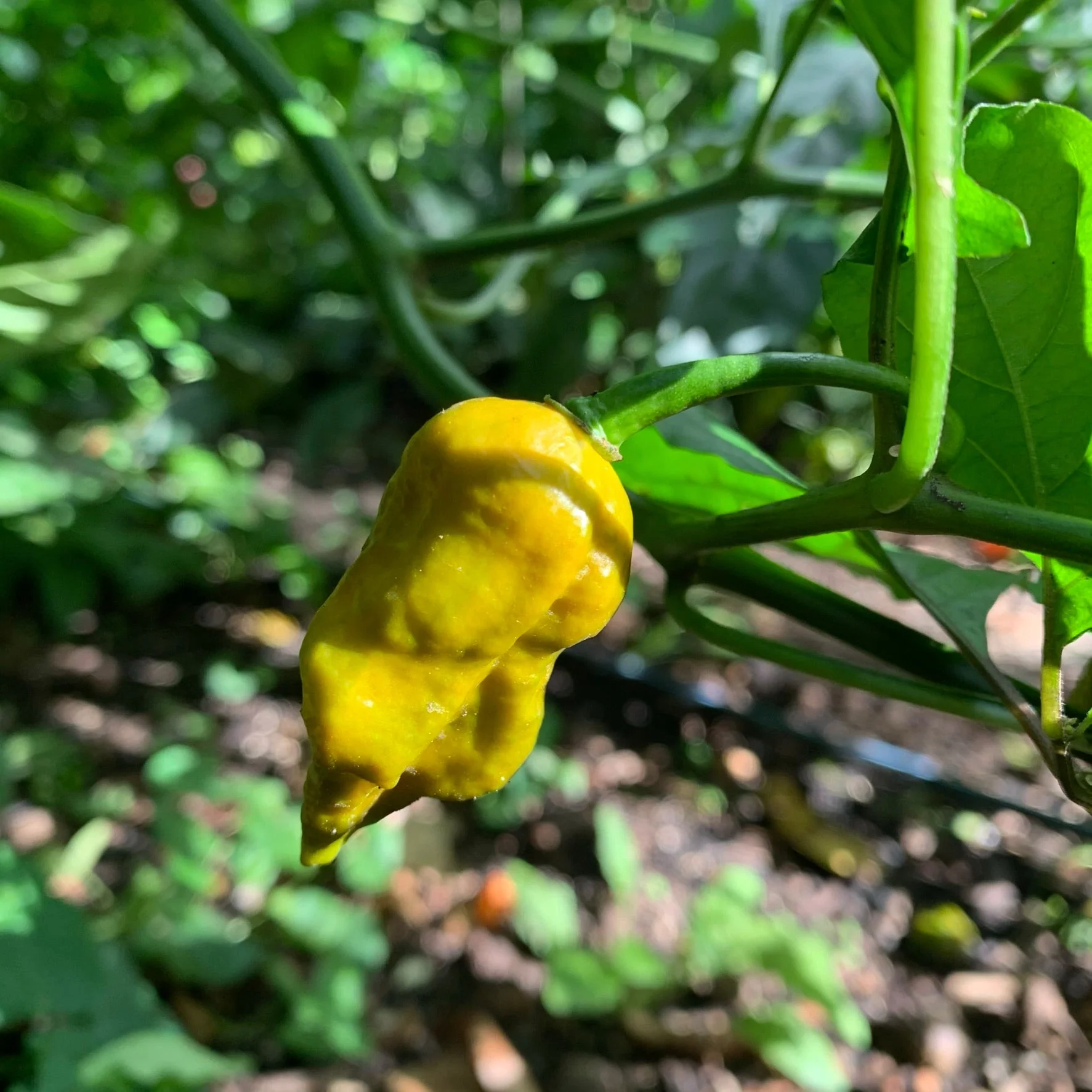 7 Pot Slimer - Seeds - Image 8