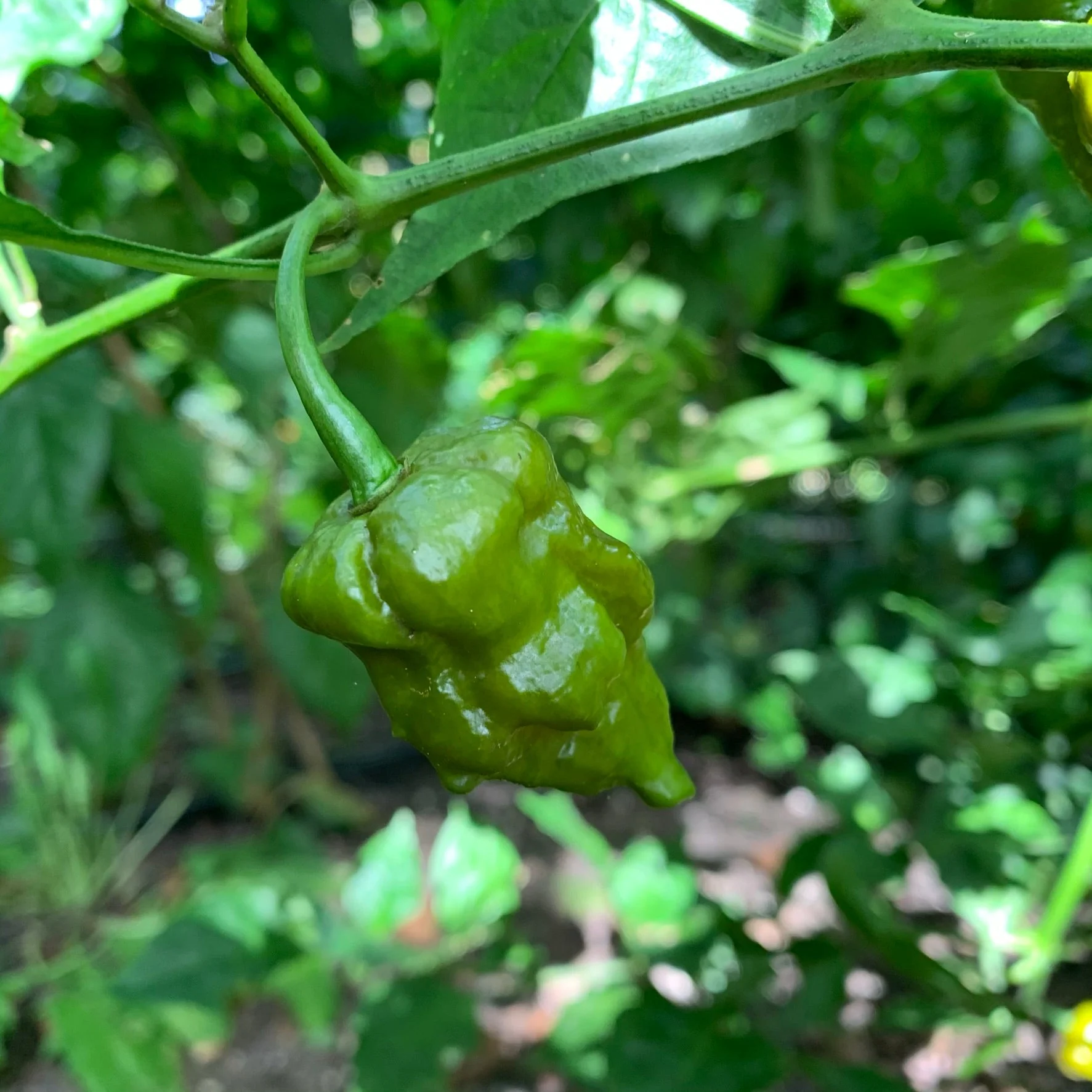 7 Pot Slimer - Seeds - Image 9