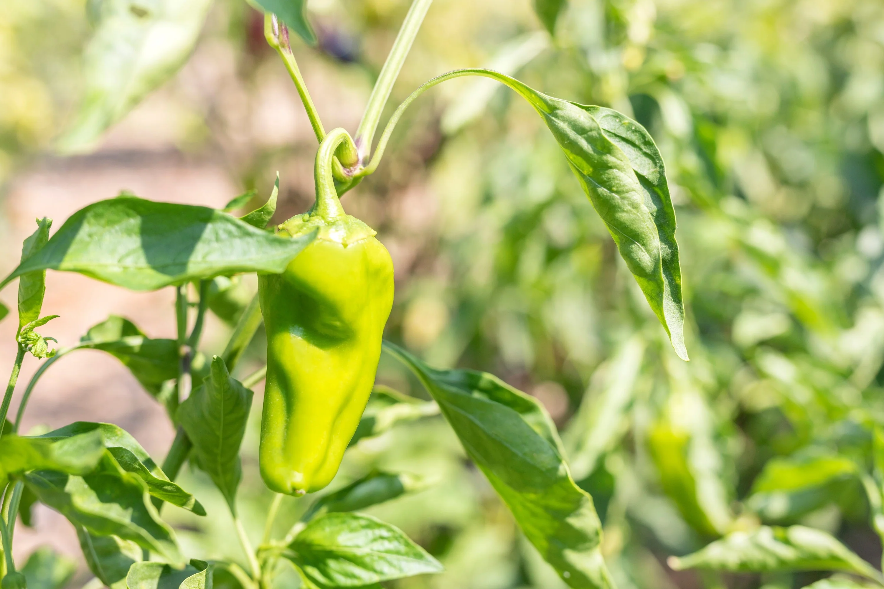 75 CUBANELLE PEPPER (Italian Sweets / Banana Pepper / Italian Frying Pepper) Capsicum Annuum Vegetable Seeds - Image 10