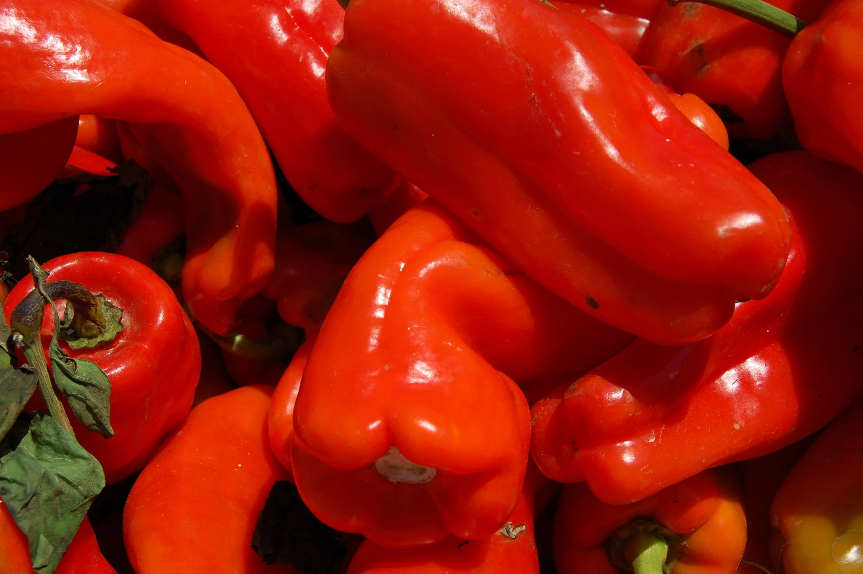 75 CUBANELLE PEPPER (Italian Sweets / Banana Pepper / Italian Frying Pepper) Capsicum Annuum Vegetable Seeds - Image 2