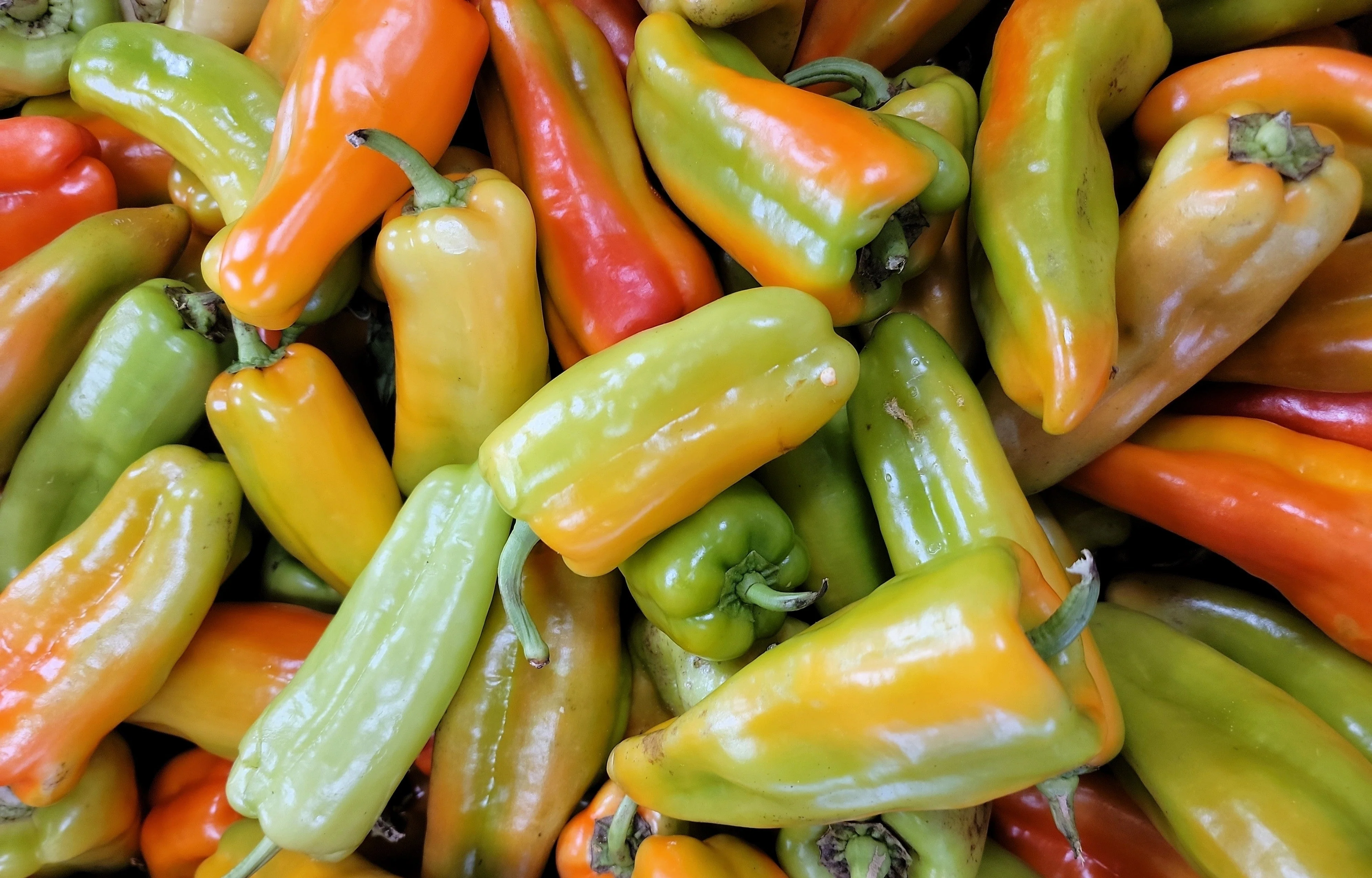 75 CUBANELLE PEPPER (Italian Sweets / Banana Pepper / Italian Frying Pepper) Capsicum Annuum Vegetable Seeds - Image 3