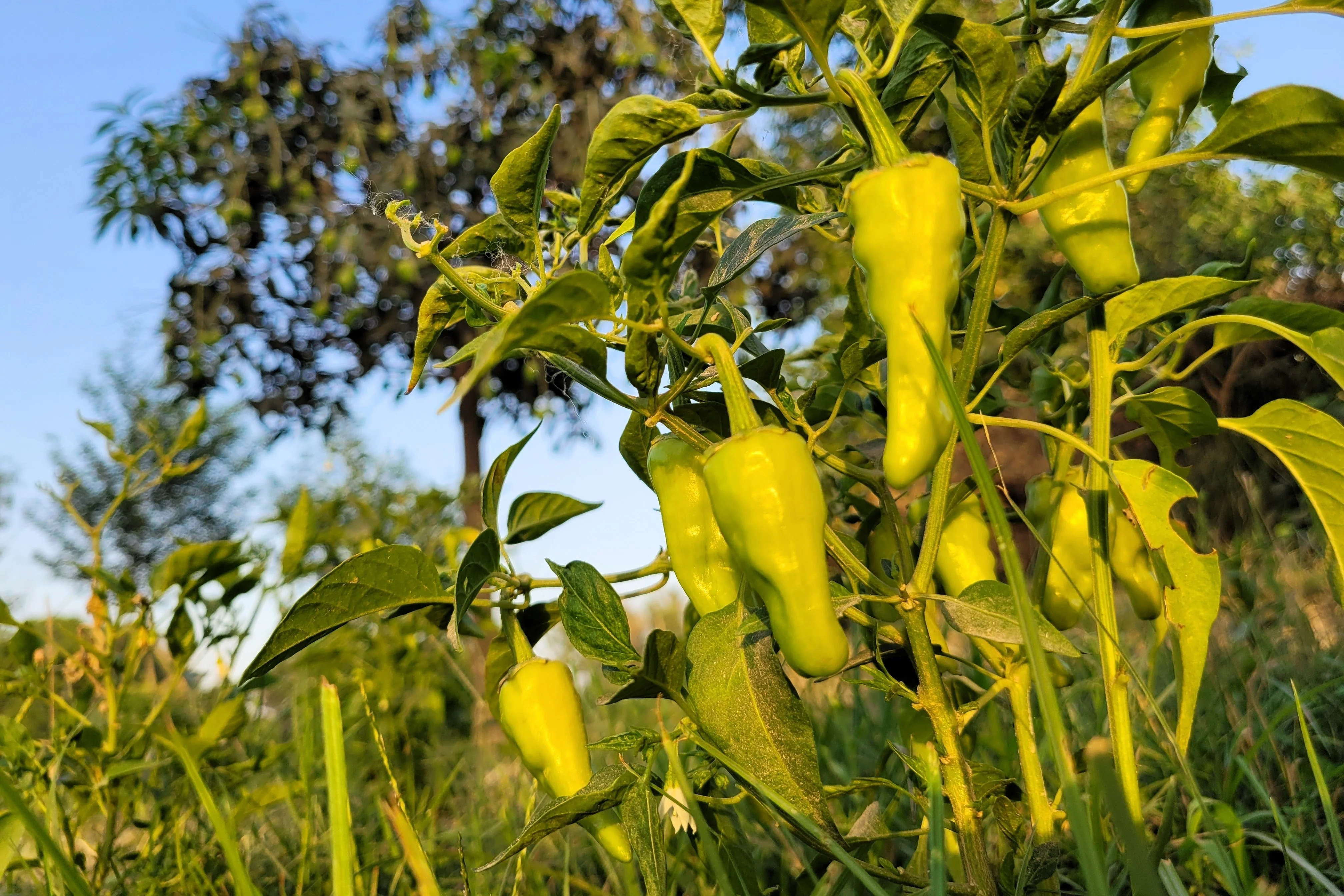 75 CUBANELLE PEPPER (Italian Sweets / Banana Pepper / Italian Frying Pepper) Capsicum Annuum Vegetable Seeds - Image 4