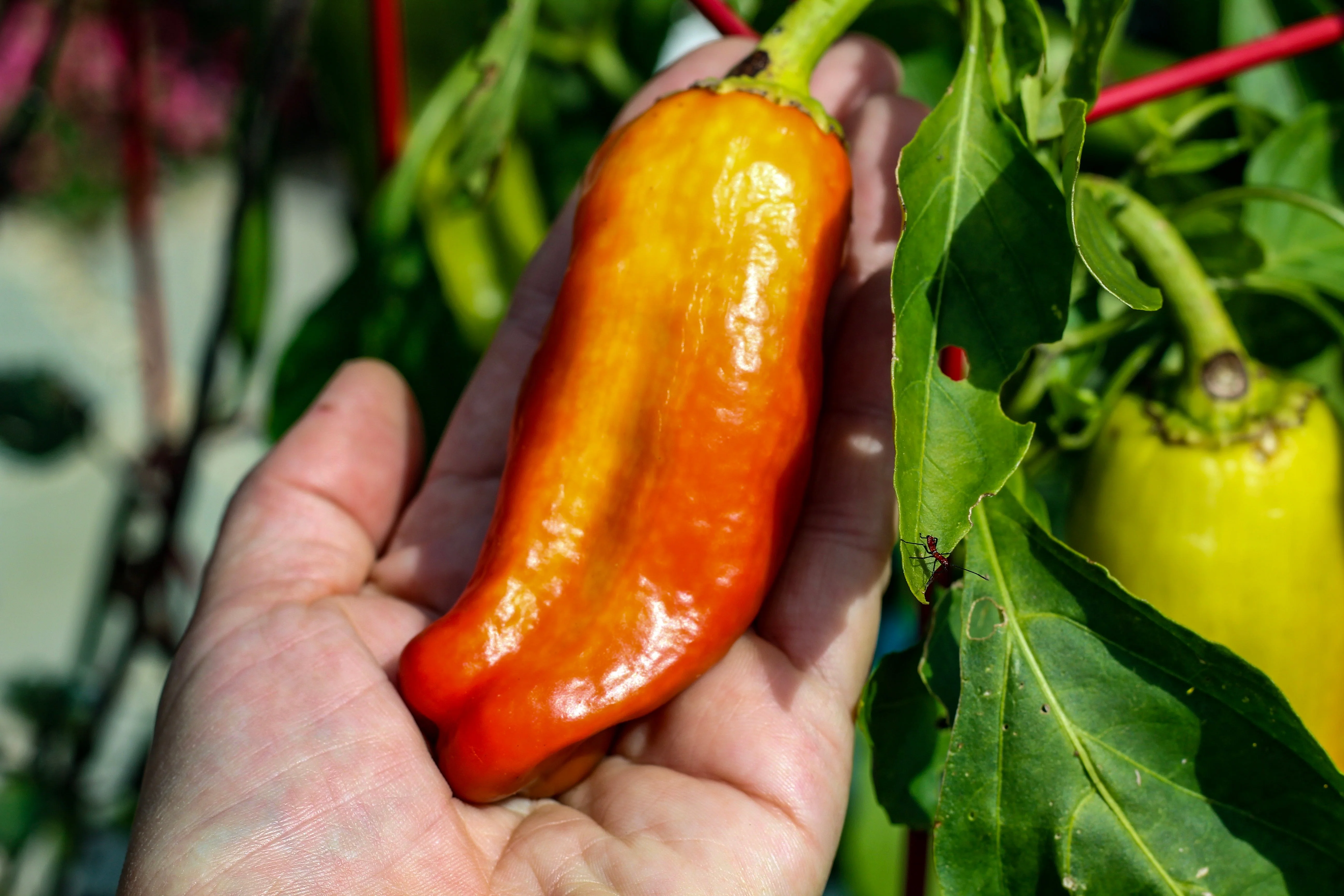 75 CUBANELLE PEPPER (Italian Sweets / Banana Pepper / Italian Frying Pepper) Capsicum Annuum Vegetable Seeds - Image 5