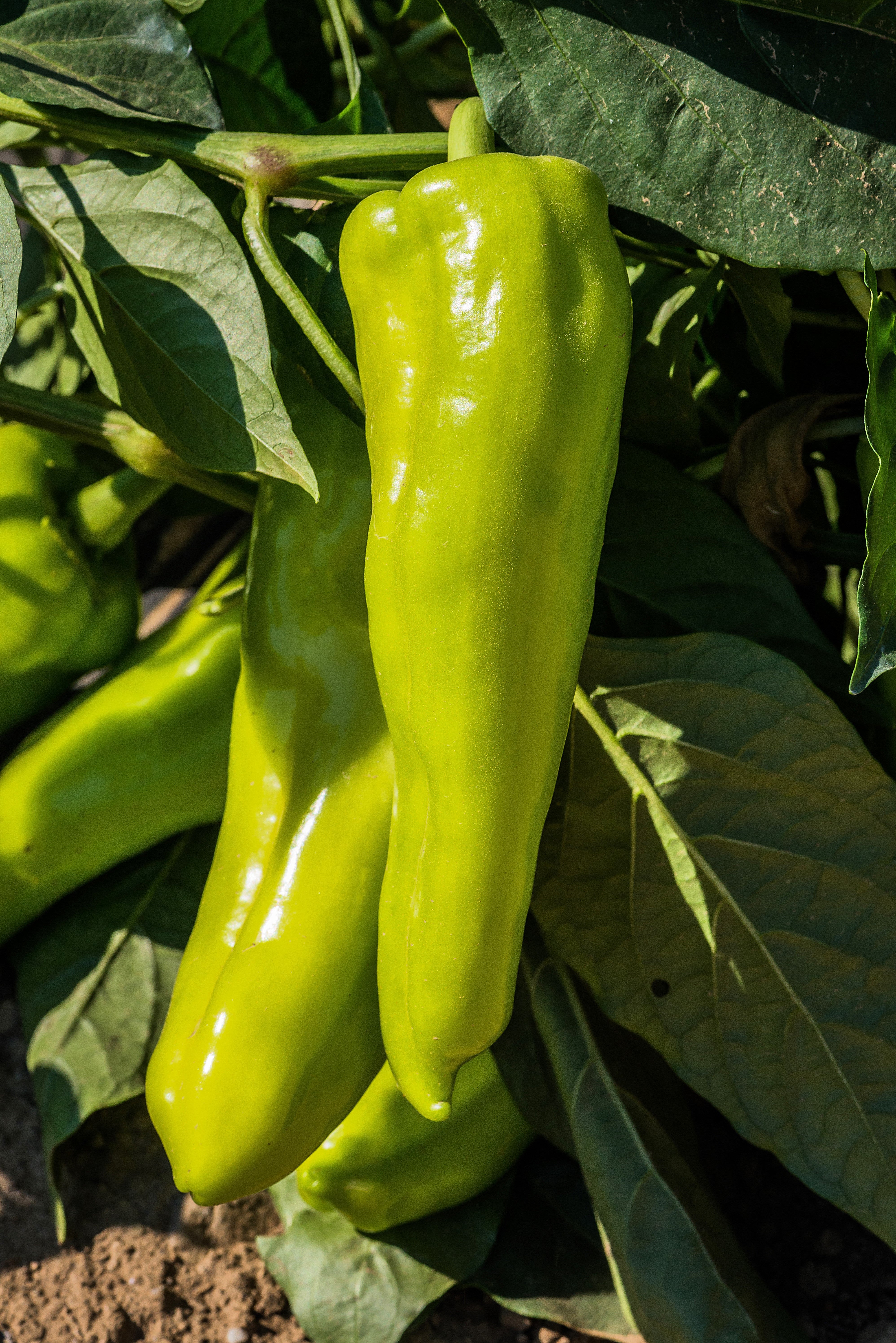 75 CUBANELLE PEPPER (Italian Sweets / Banana Pepper / Italian Frying Pepper) Capsicum Annuum Vegetable Seeds - Image 8