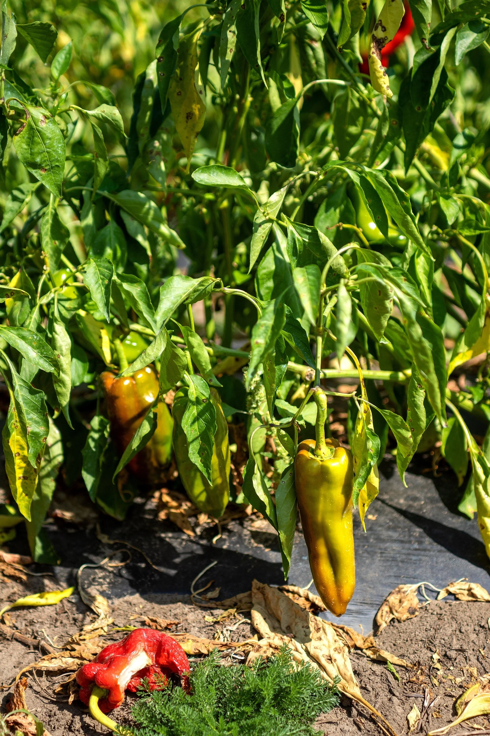 75 CUBANELLE PEPPER (Italian Sweets / Banana Pepper / Italian Frying Pepper) Capsicum Annuum Vegetable Seeds - Image 9