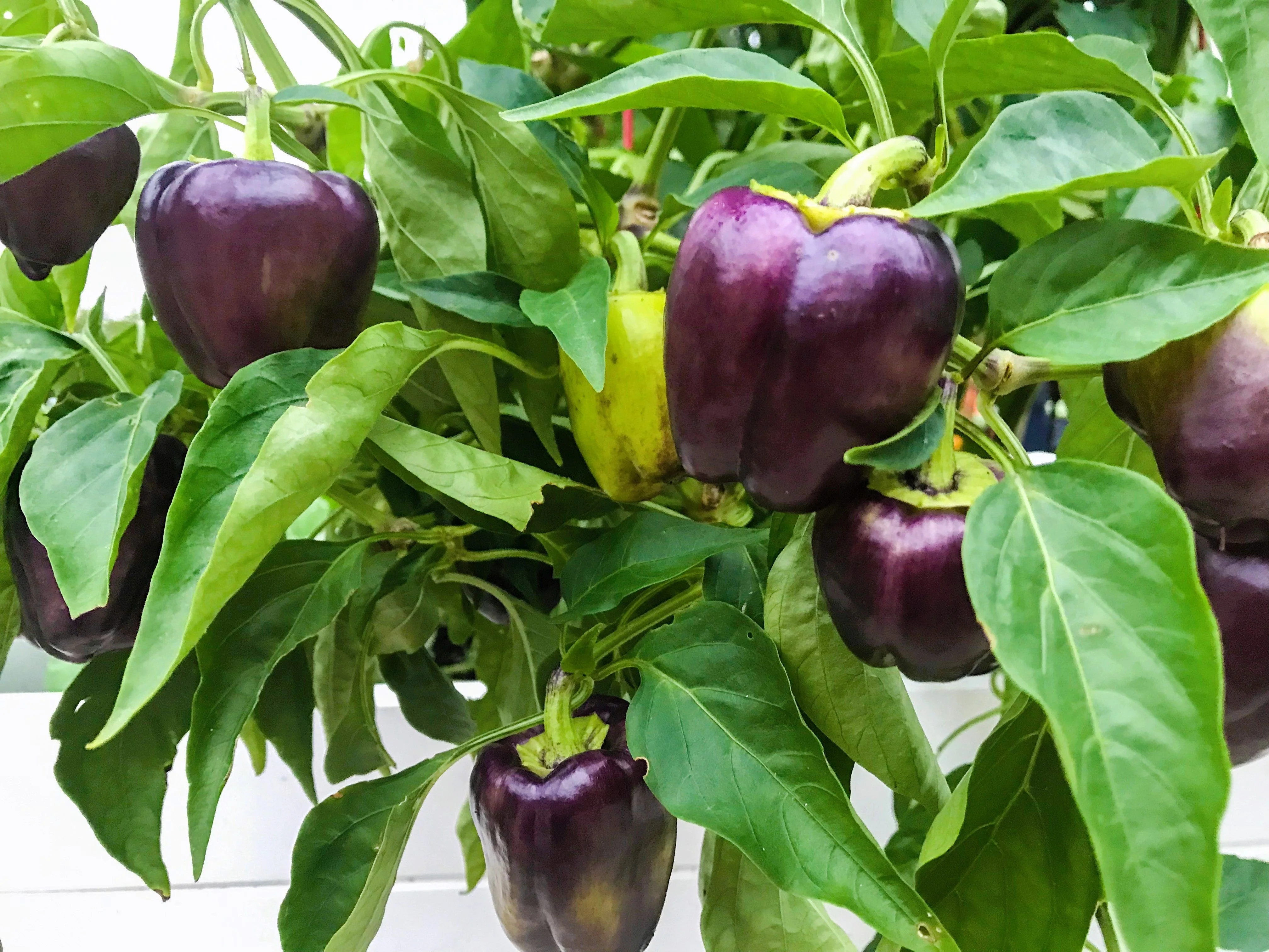 75 PURPLE BEAUTY PEPPER ( Sweet Mild Bell ) Capsicum Annuum Vegetable Seeds - Image 2