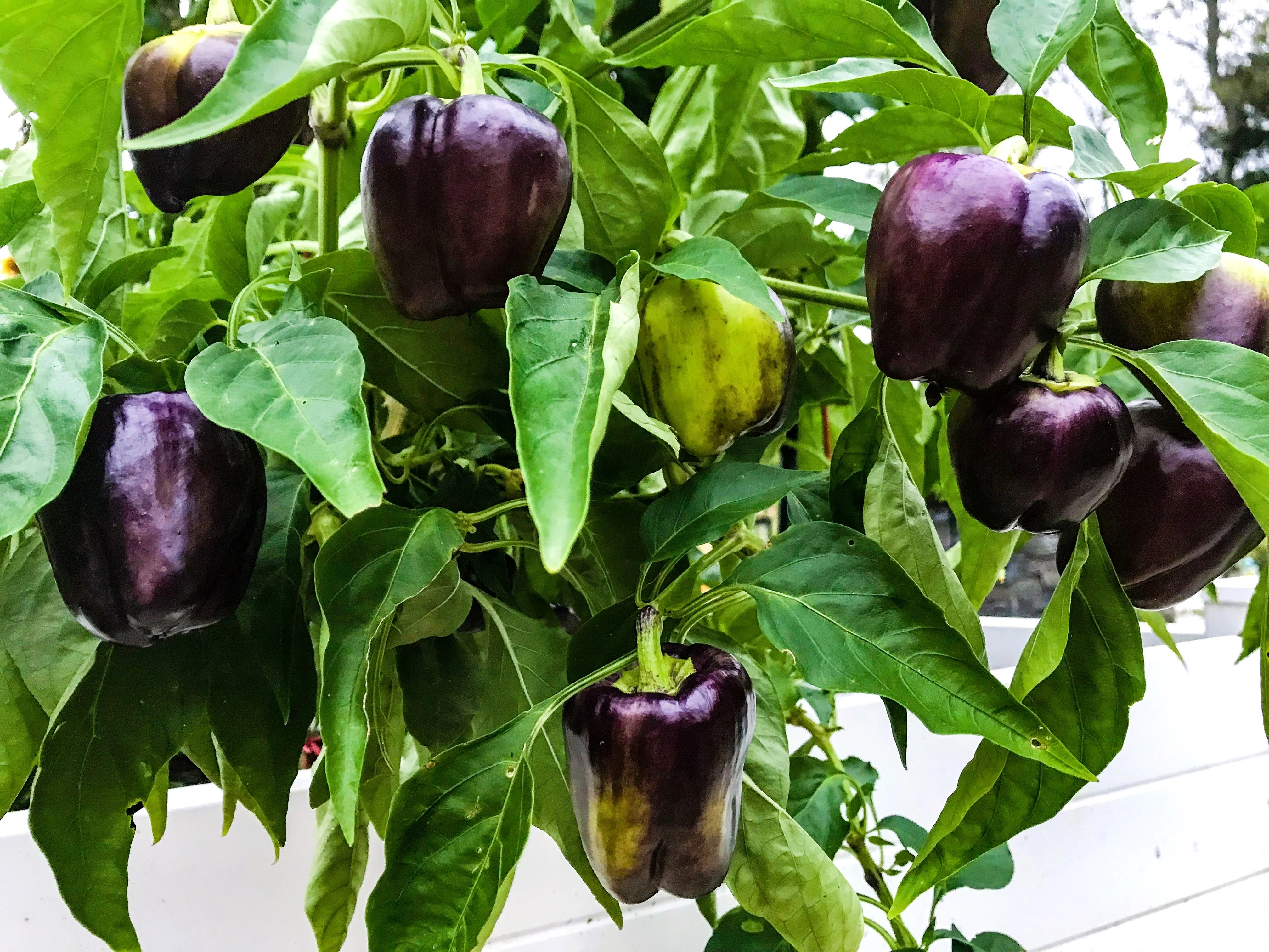 75 PURPLE BEAUTY PEPPER ( Sweet Mild Bell ) Capsicum Annuum Vegetable Seeds - Image 3