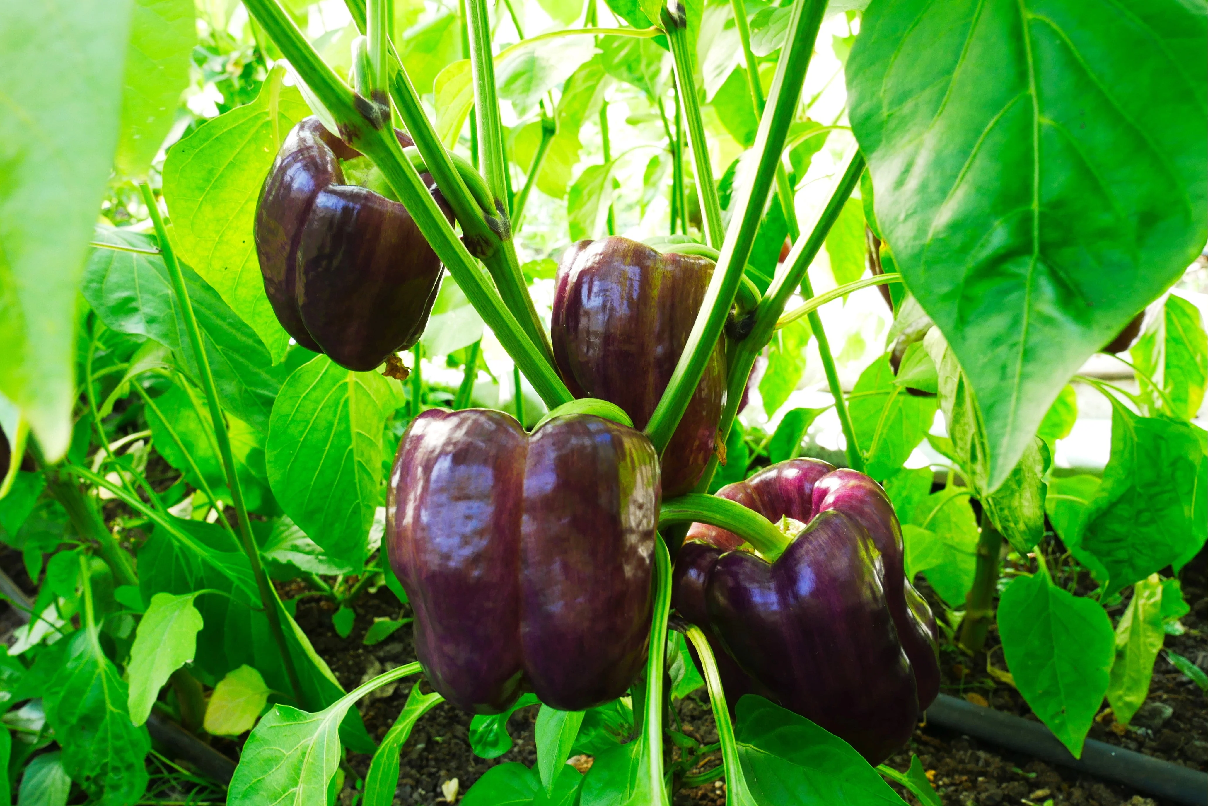 75 PURPLE BEAUTY PEPPER ( Sweet Mild Bell ) Capsicum Annuum Vegetable Seeds - Image 4