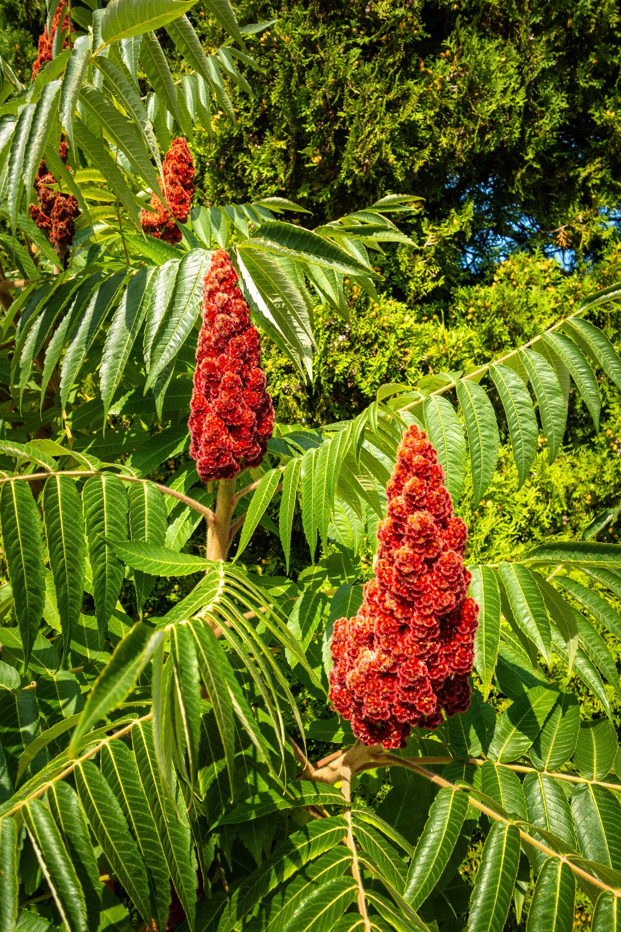 75 SMOOTH SUMAC TREE Red Berries Rhus Glabra Borealis Seeds - Image 10