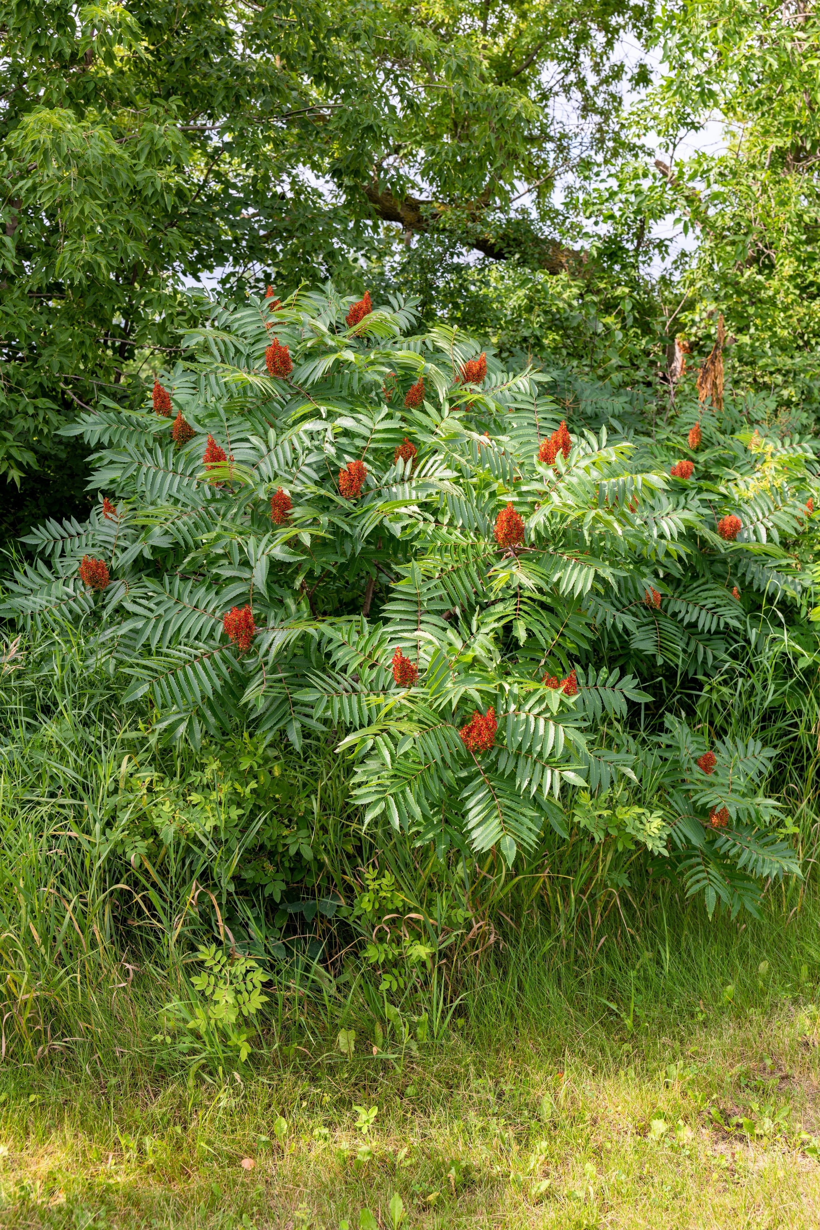 75 SMOOTH SUMAC TREE Red Berries Rhus Glabra Borealis Seeds - Image 11