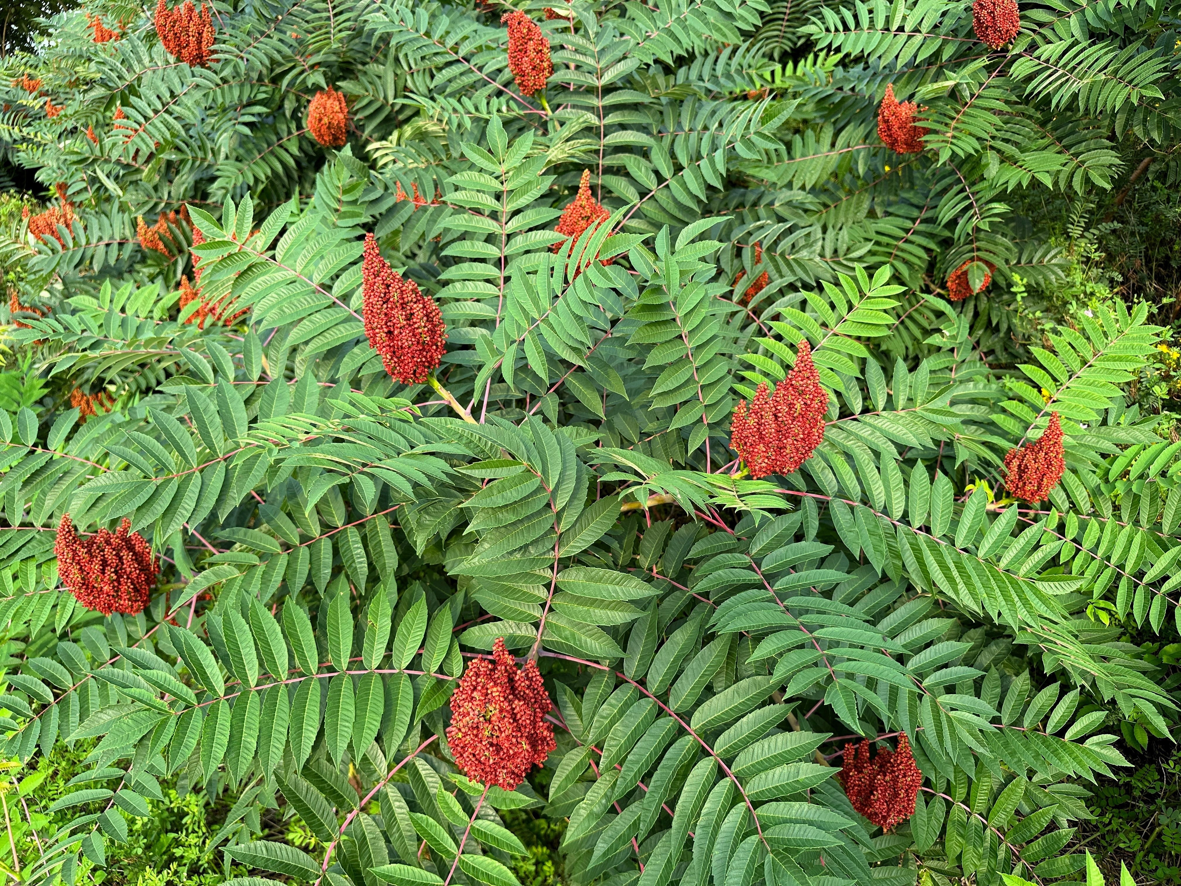 75 SMOOTH SUMAC TREE Red Berries Rhus Glabra Borealis Seeds - Image 2
