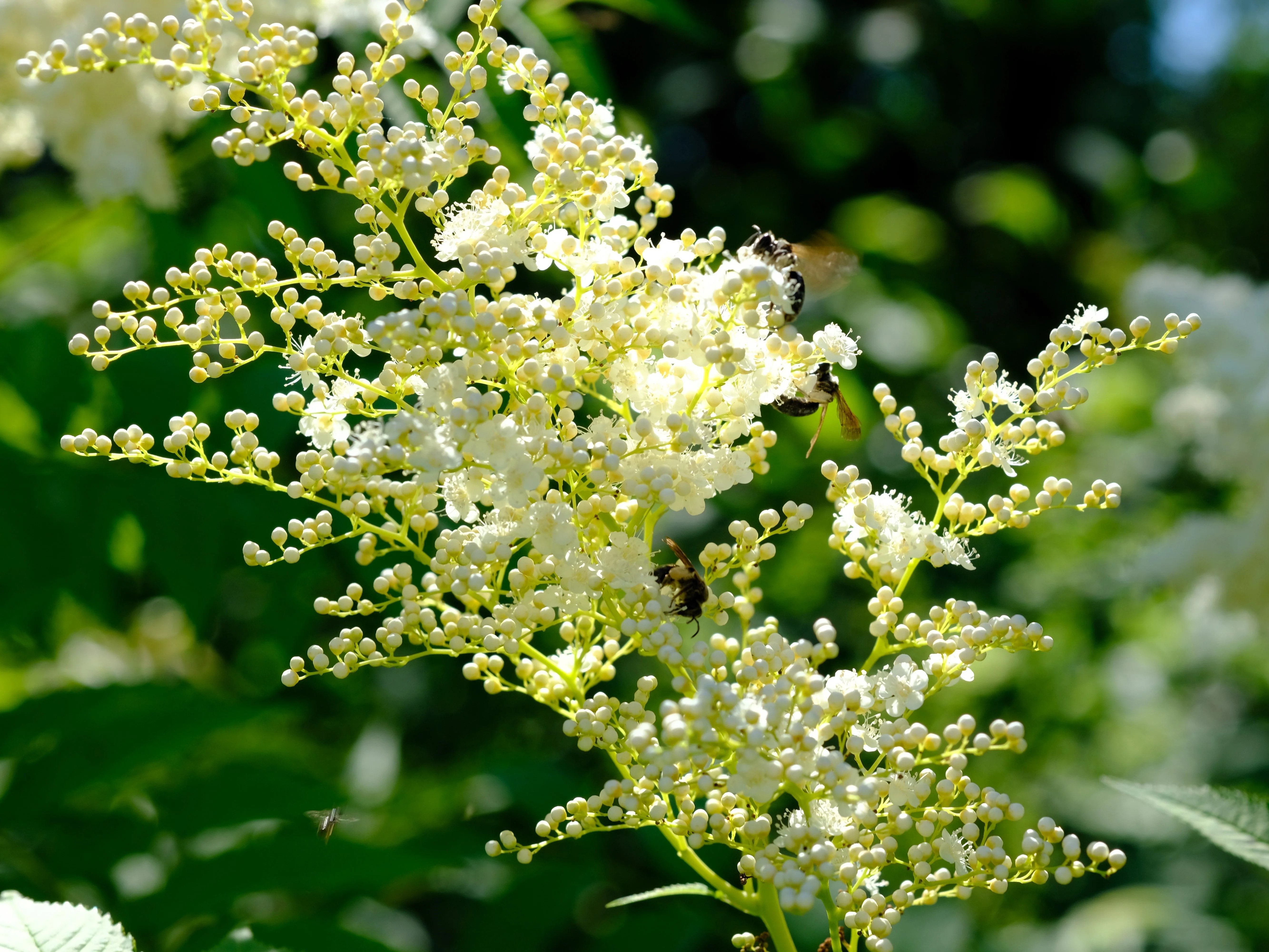 75 SMOOTH SUMAC TREE Red Berries Rhus Glabra Borealis Seeds - Image 3