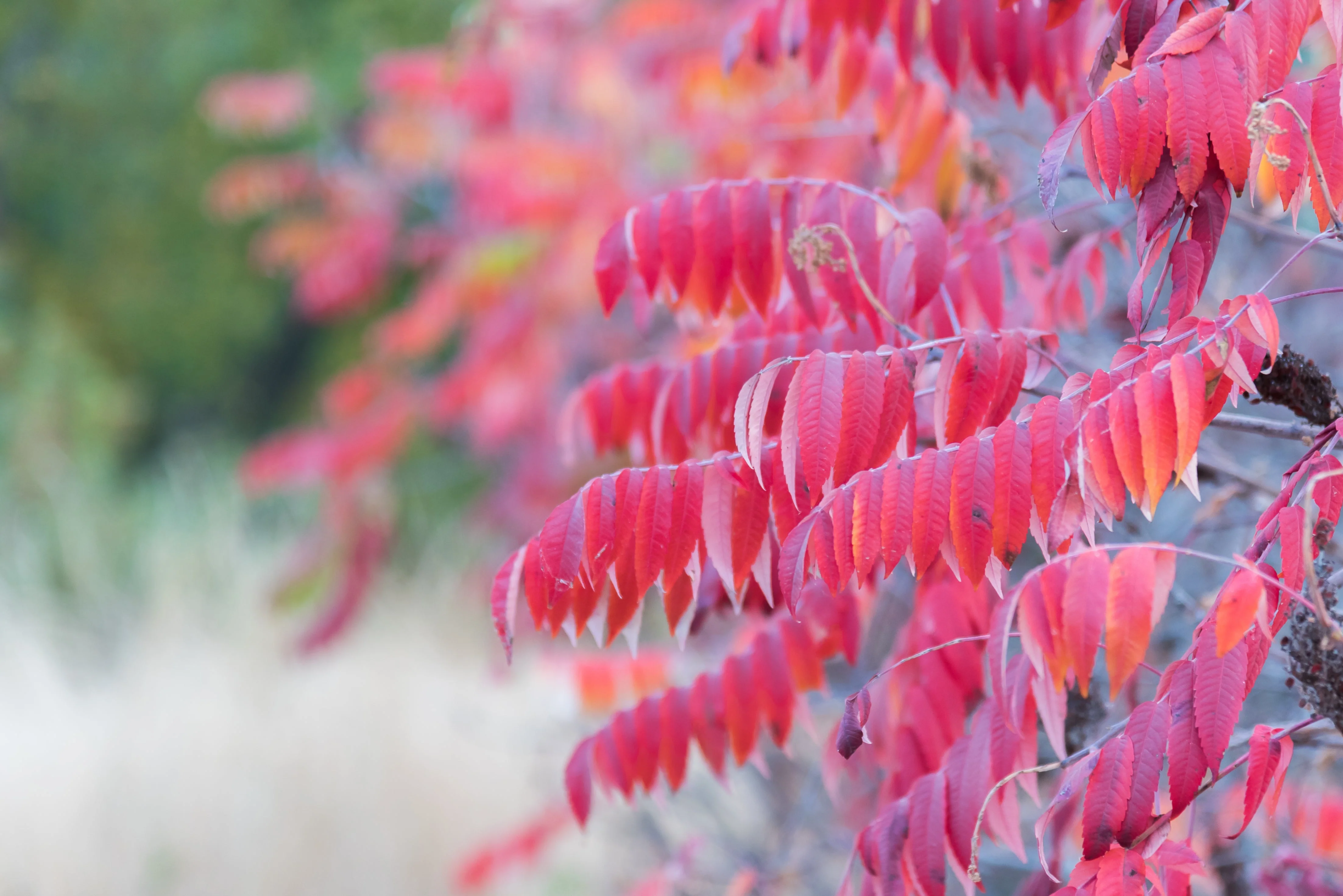 75 SMOOTH SUMAC TREE Red Berries Rhus Glabra Borealis Seeds - Image 4