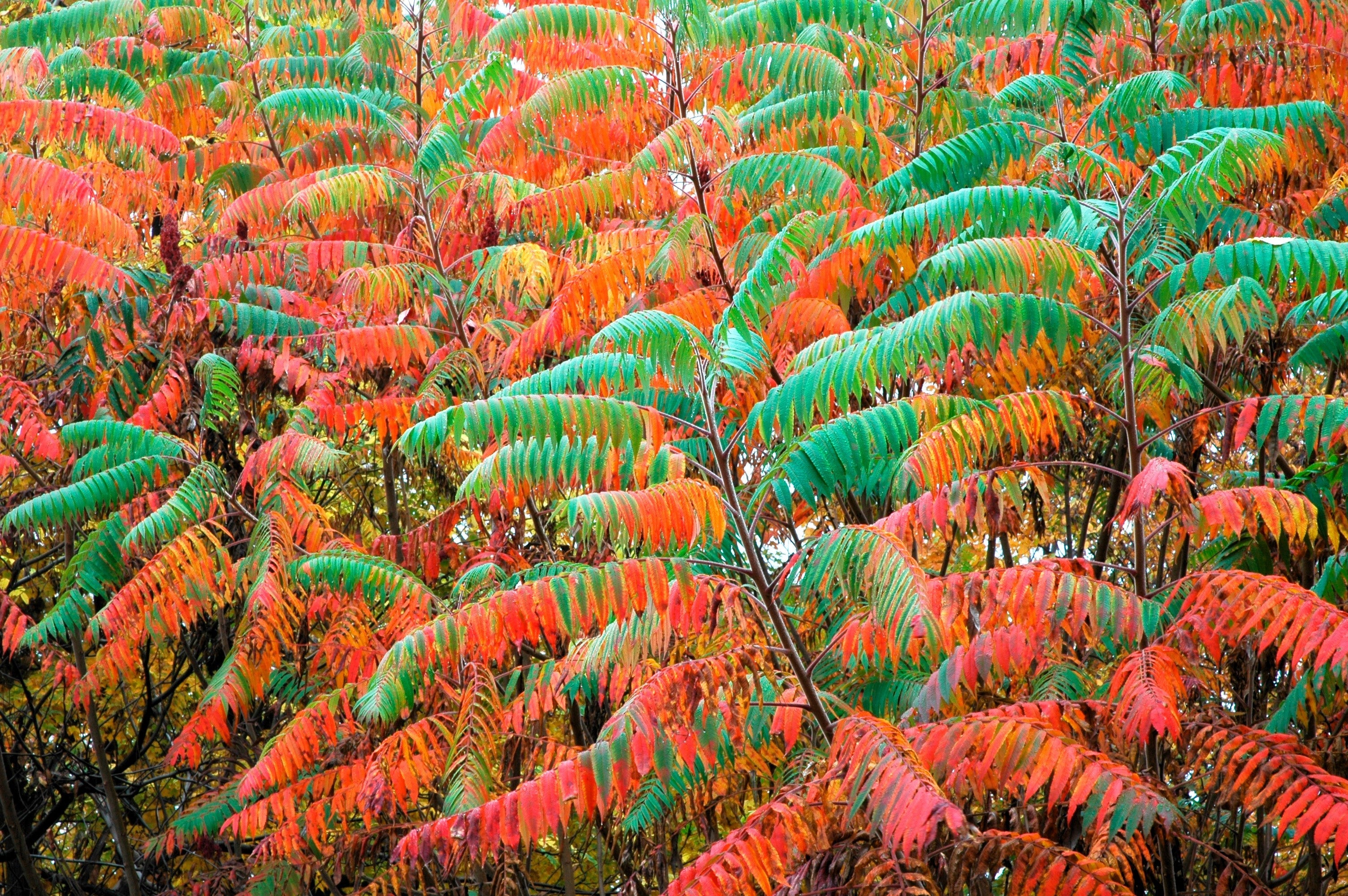 75 SMOOTH SUMAC TREE Red Berries Rhus Glabra Borealis Seeds - Image 5