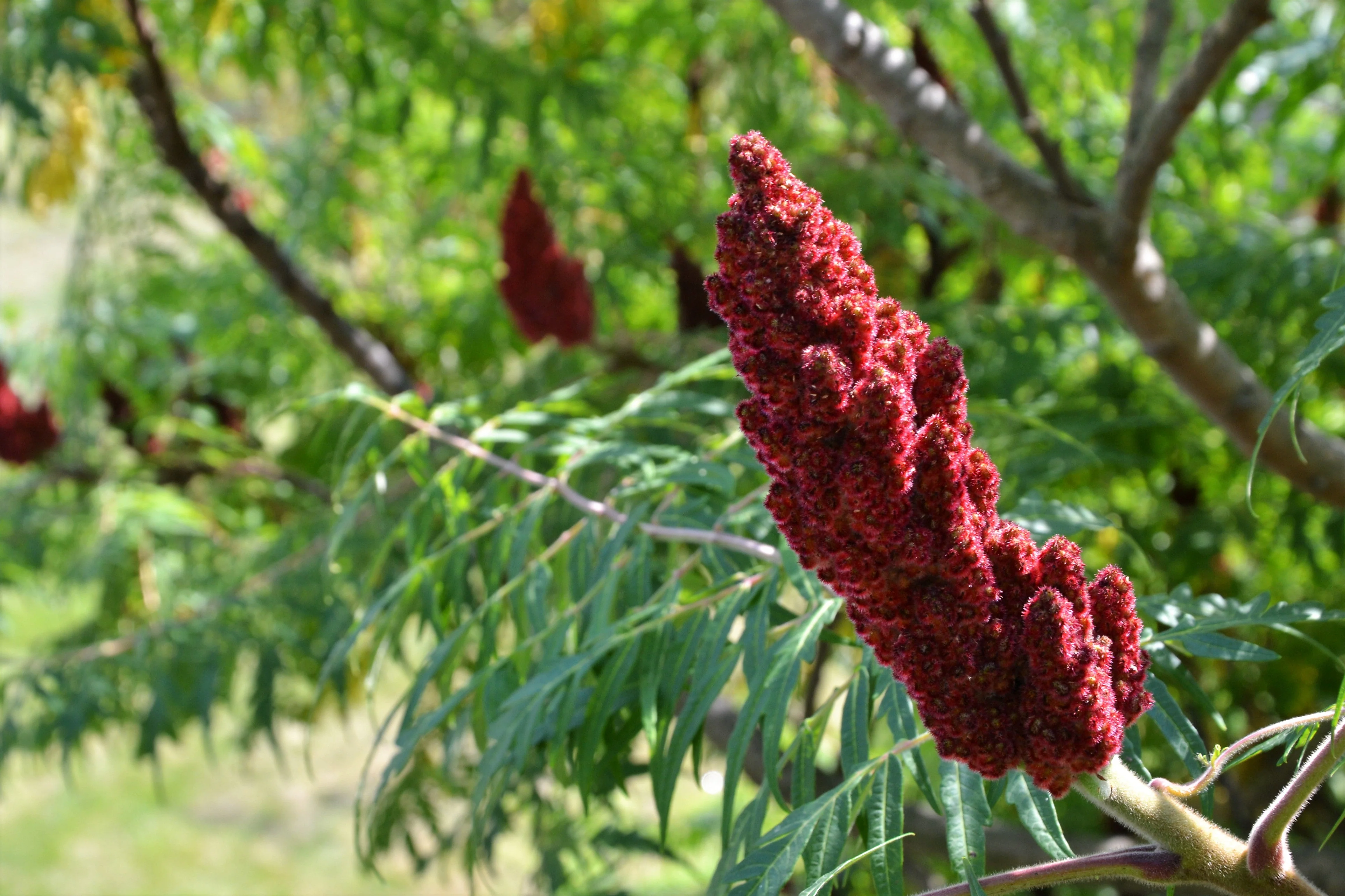 75 SMOOTH SUMAC TREE Red Berries Rhus Glabra Borealis Seeds - Image 6