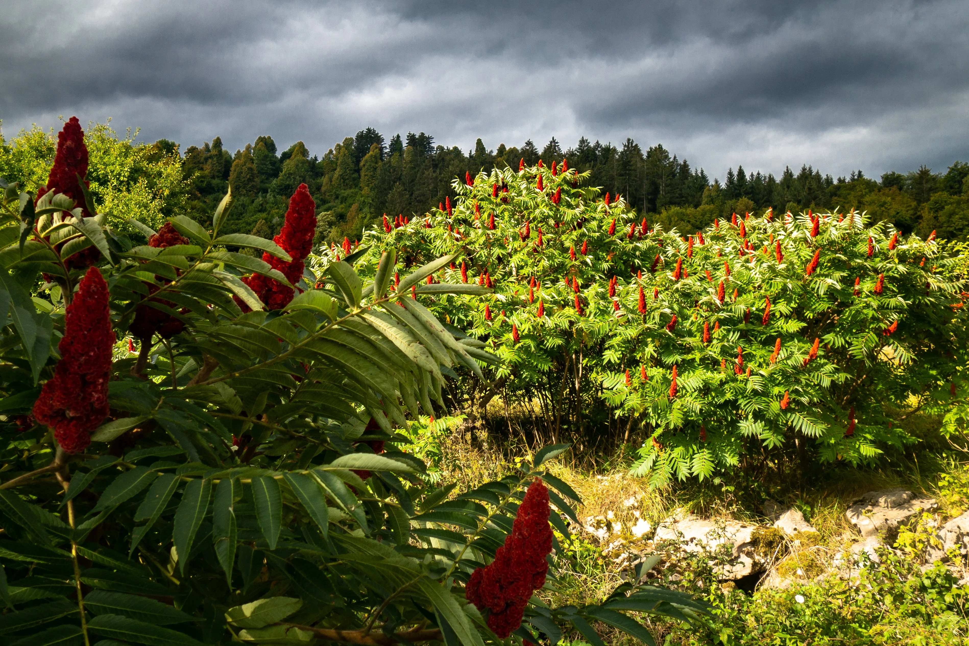 75 SMOOTH SUMAC TREE Red Berries Rhus Glabra Borealis Seeds - Image 7