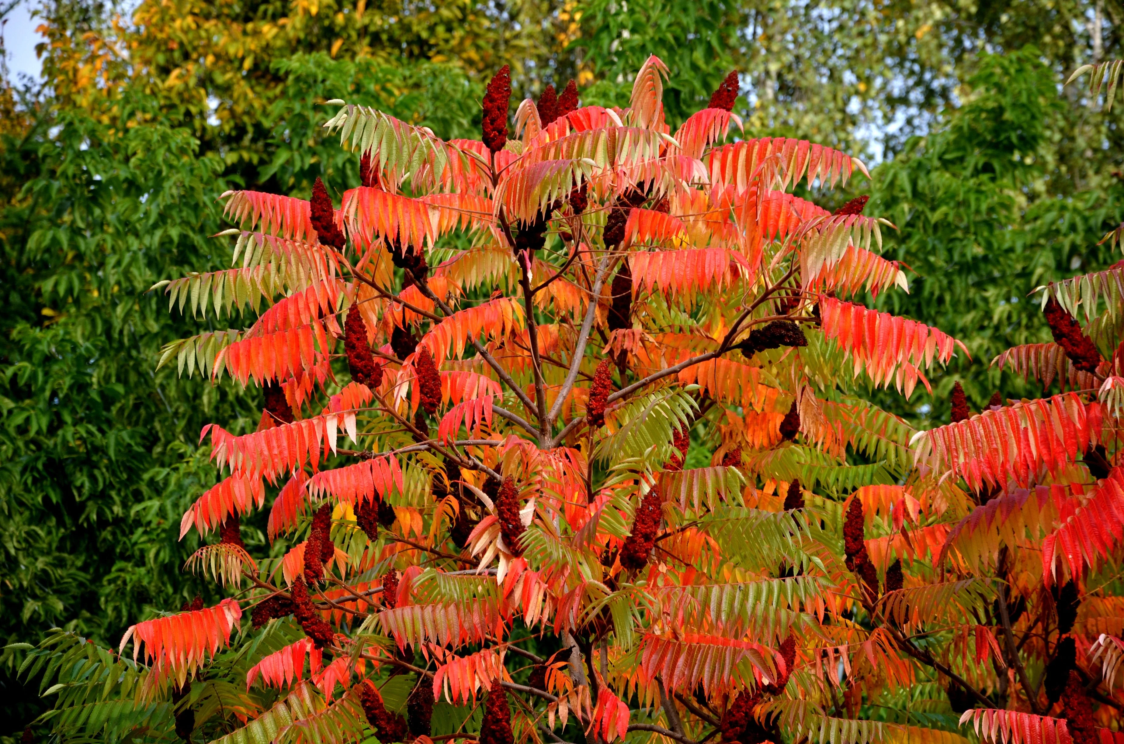 75 SMOOTH SUMAC TREE Red Berries Rhus Glabra Borealis Seeds - Image 8