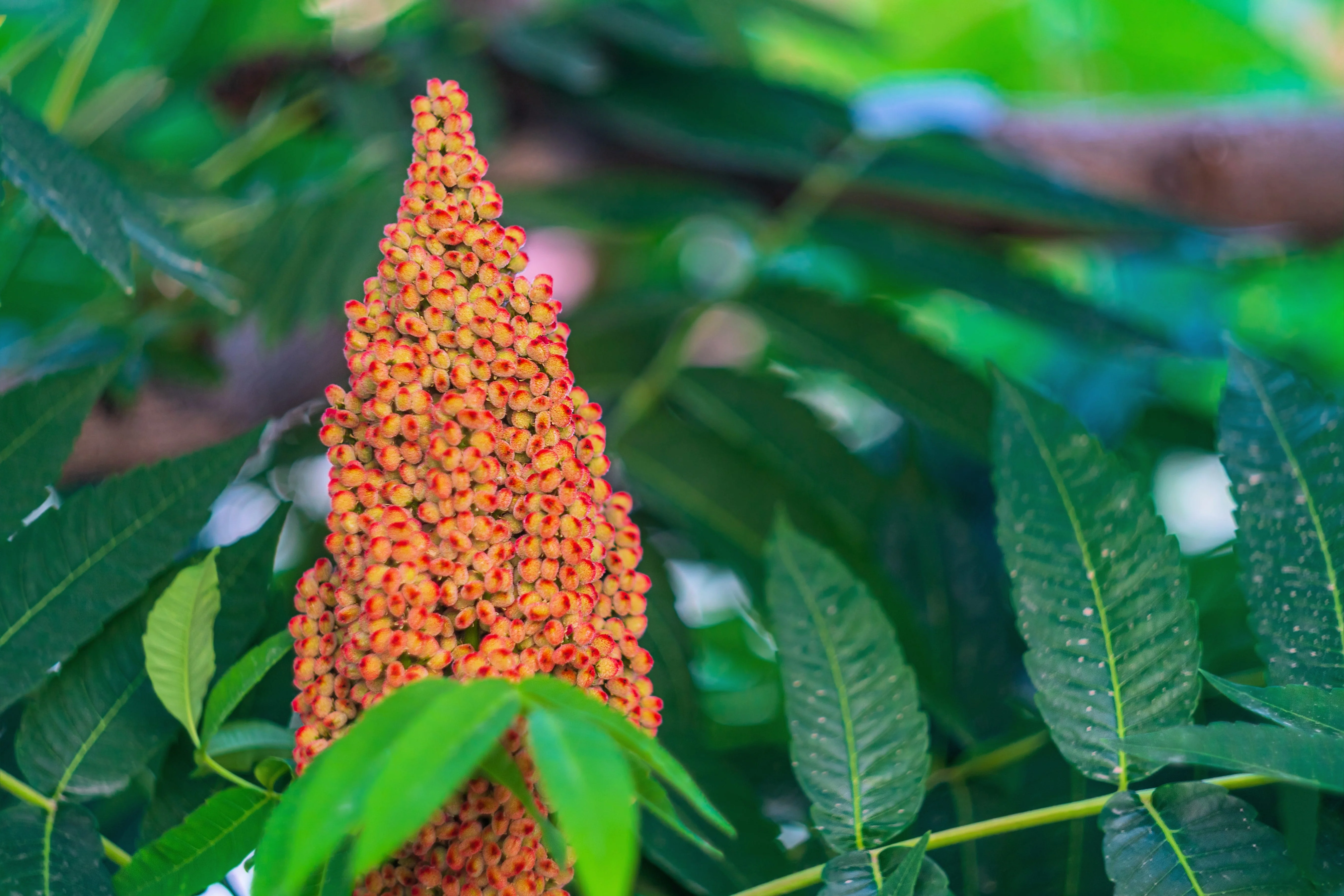 75 SMOOTH SUMAC TREE Red Berries Rhus Glabra Borealis Seeds - Image 9