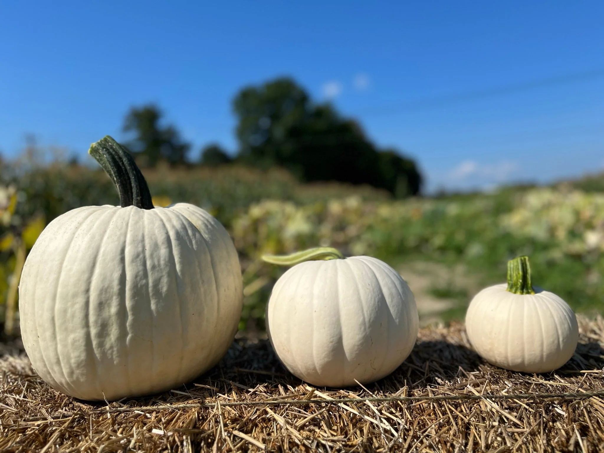 Abominable Hybrid Pumpkin Seeds - Image 2