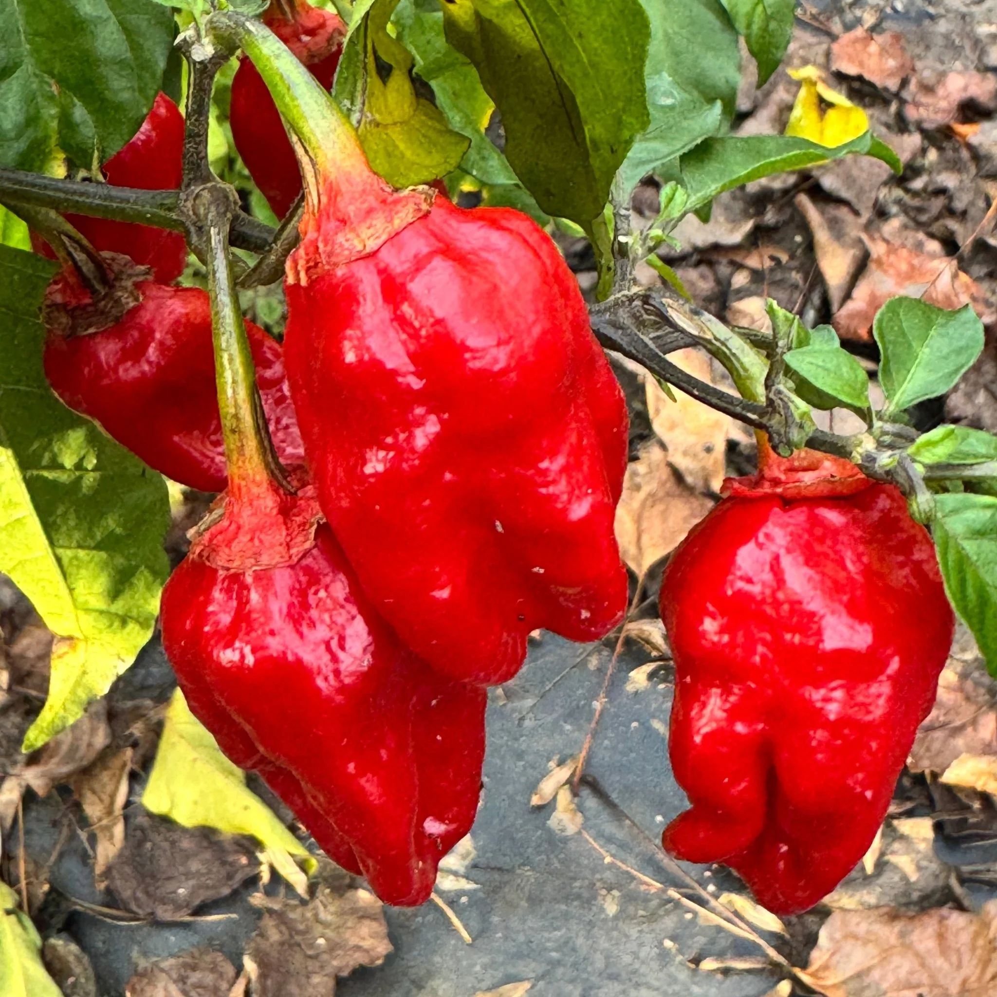 Adrenalina Red - Seeds - Image 2