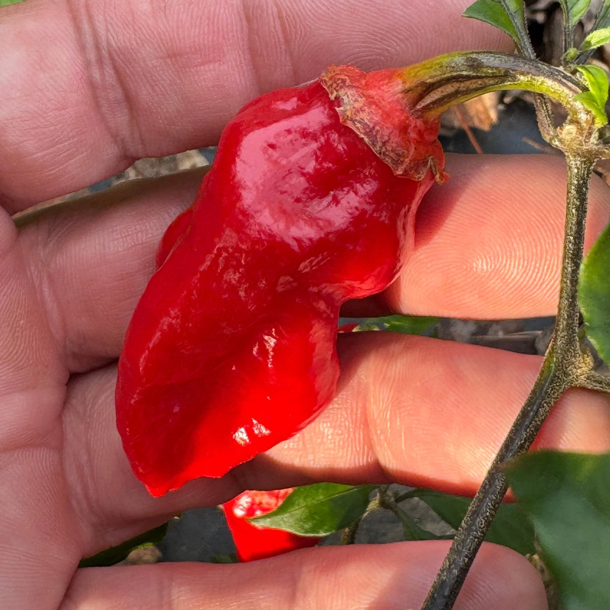 Adrenalina Red - Seeds - Image 3